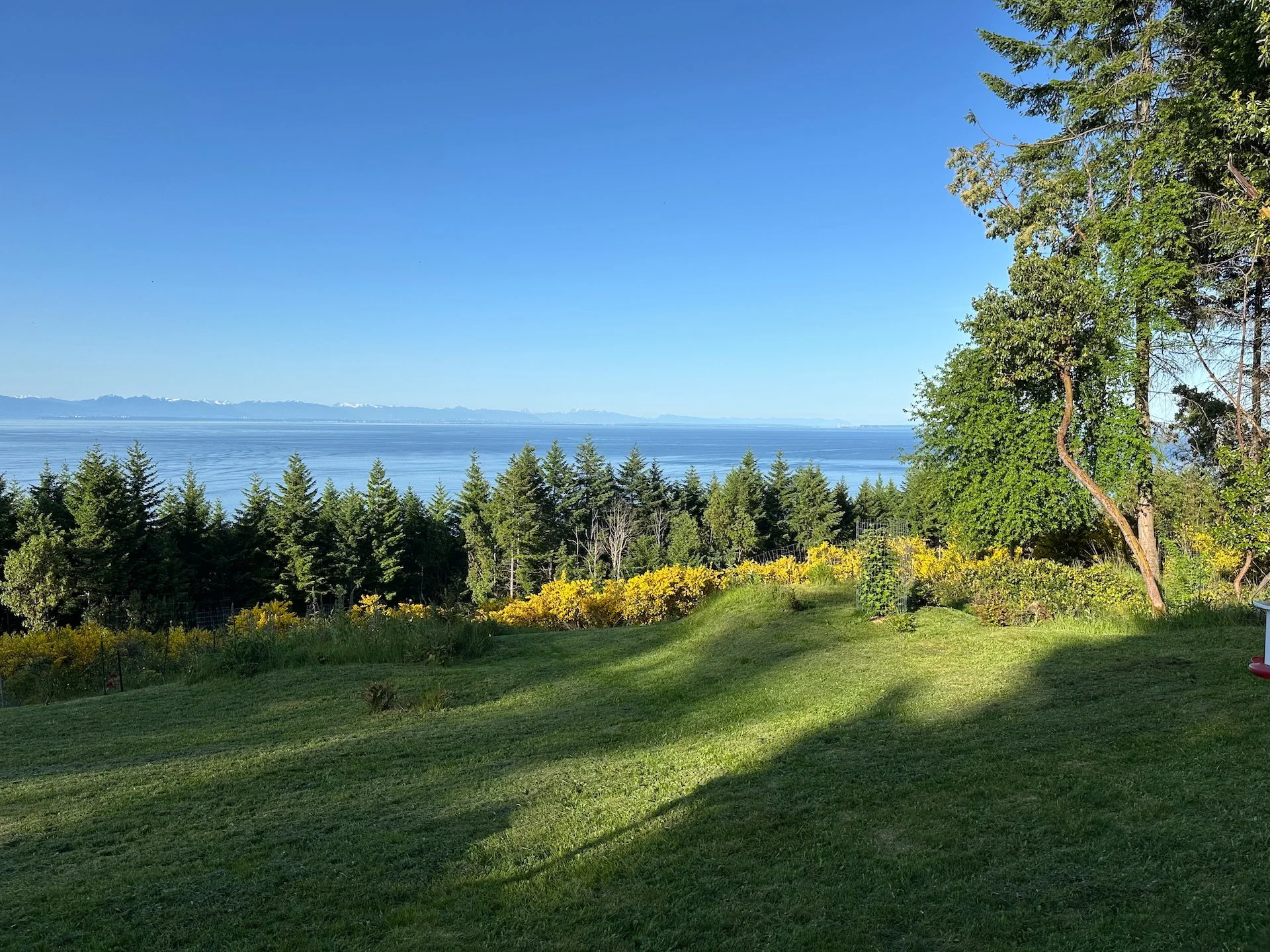  The lawn looks so much better once cut. 