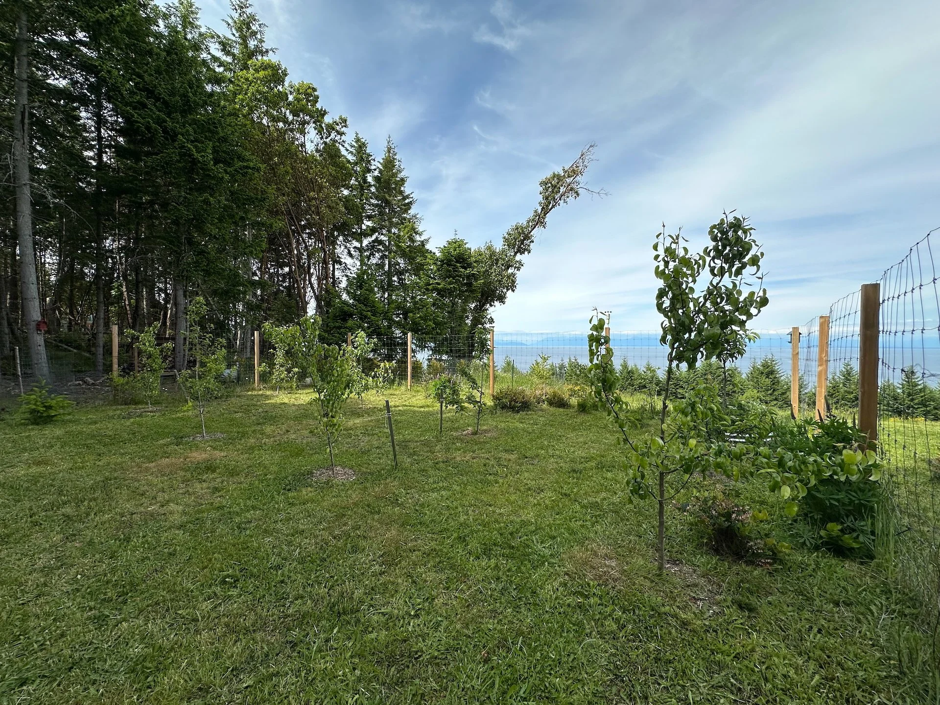  The orchard is also looking good. More on that in a bit.  