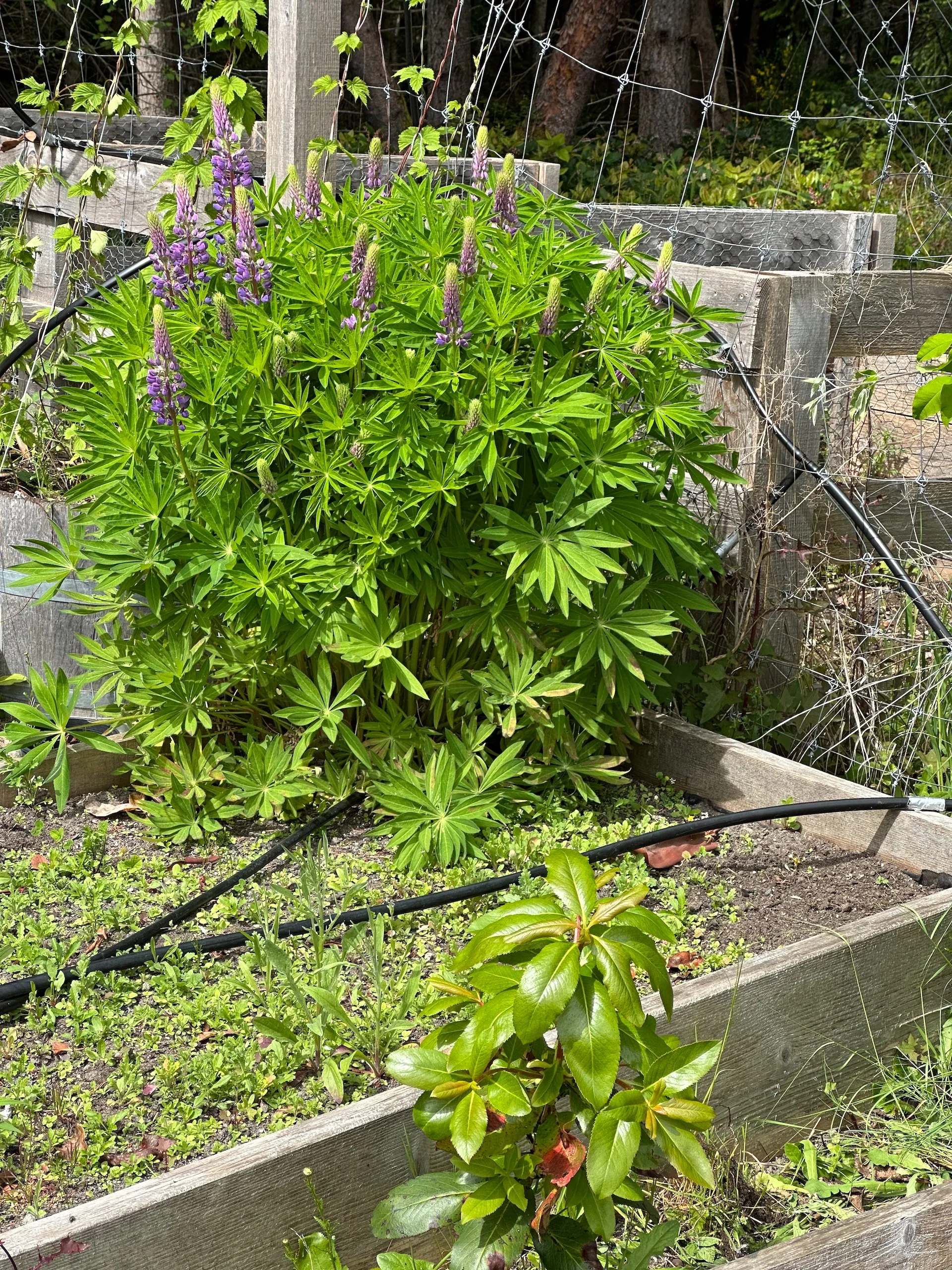  Justine’s lupins are getting huge! 