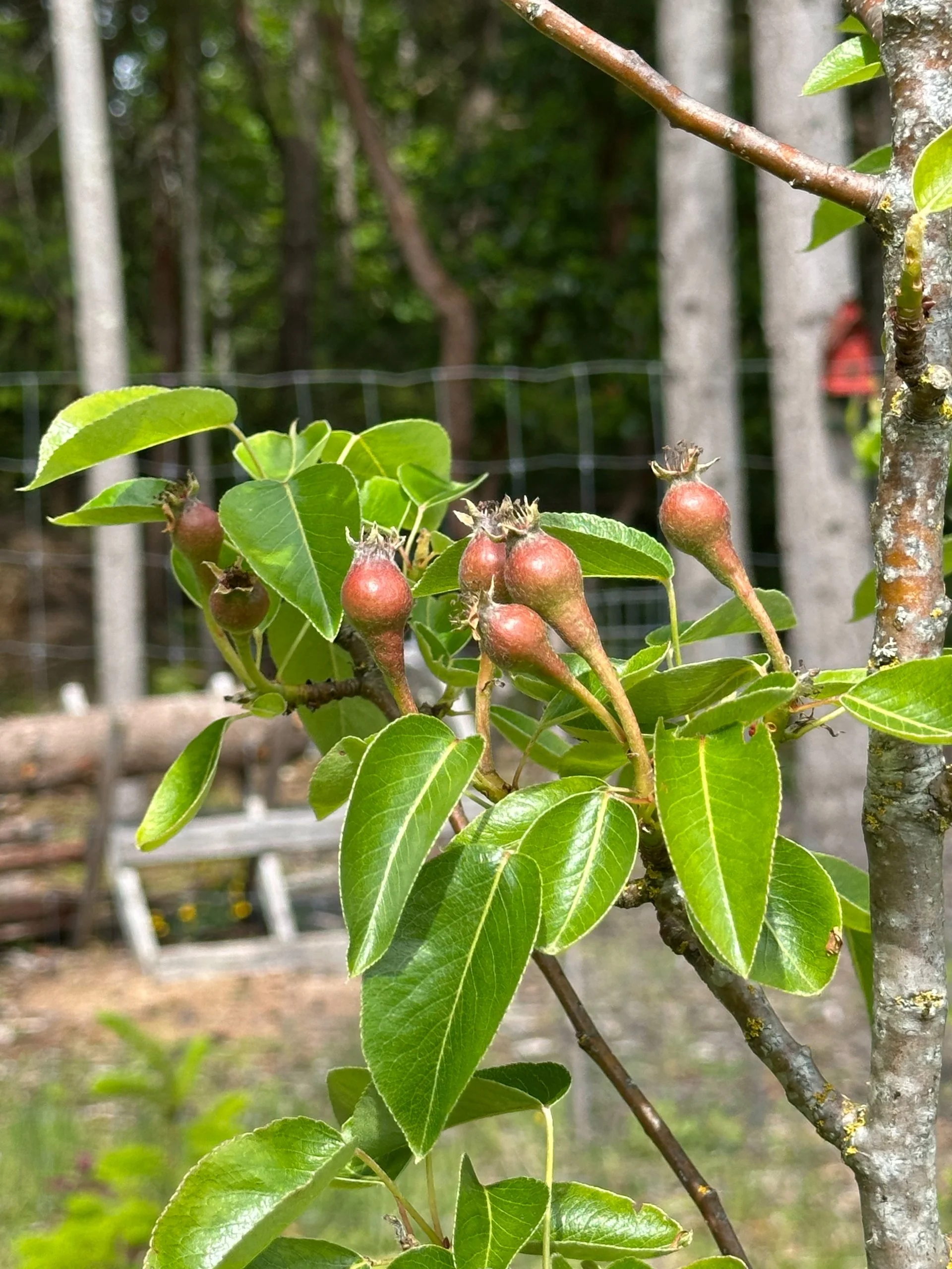  The pear trees look like we’re going to have fruit! 