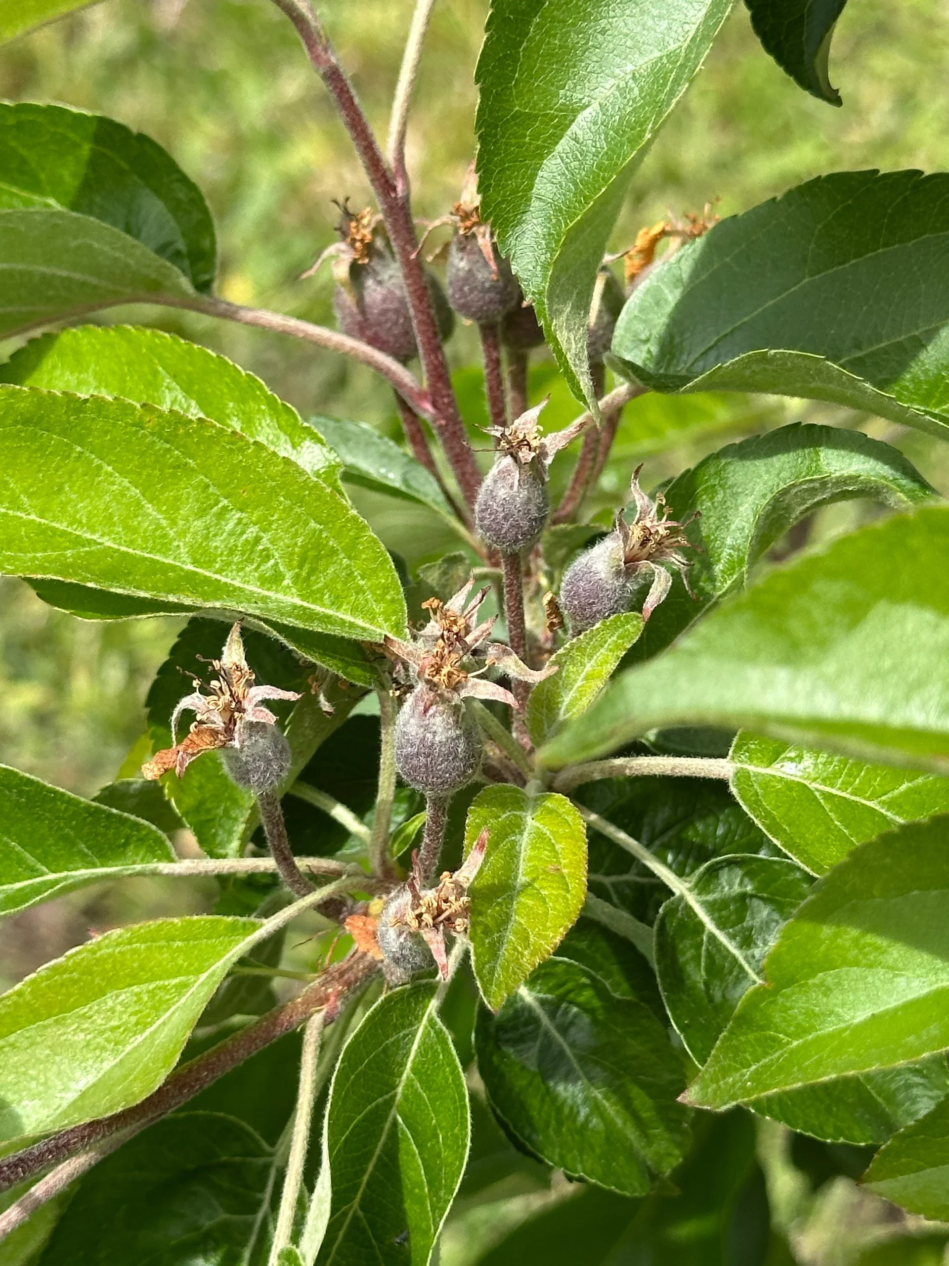  And even the apple trees seem to be progressing well. 