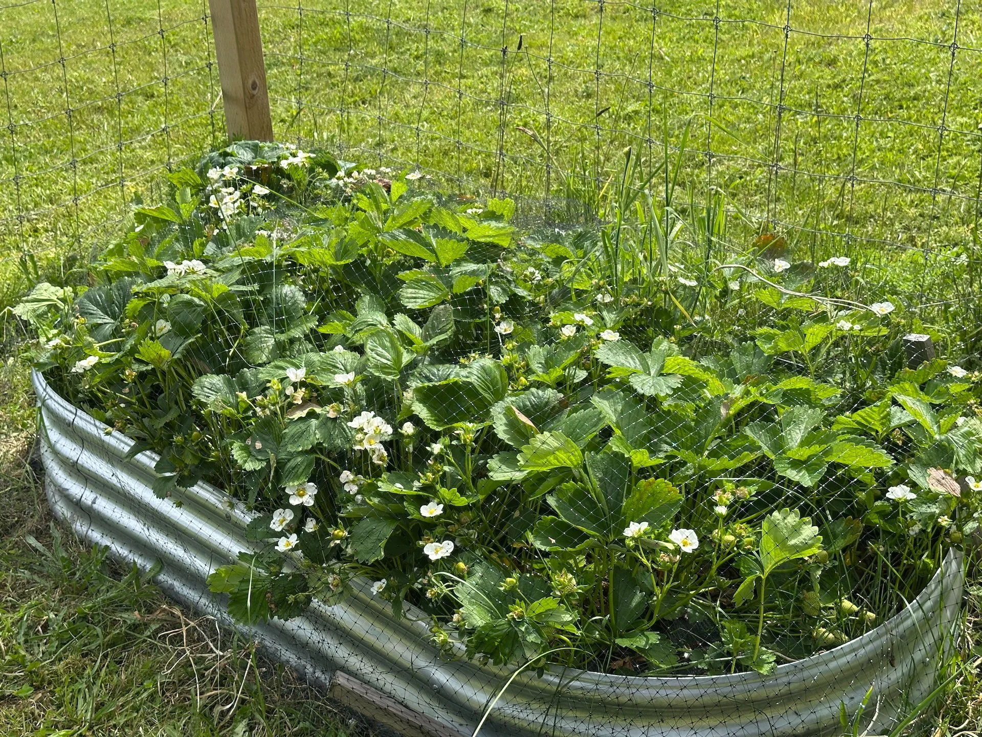  My strawberries have bounced back well after the winter. The plants are huge. 