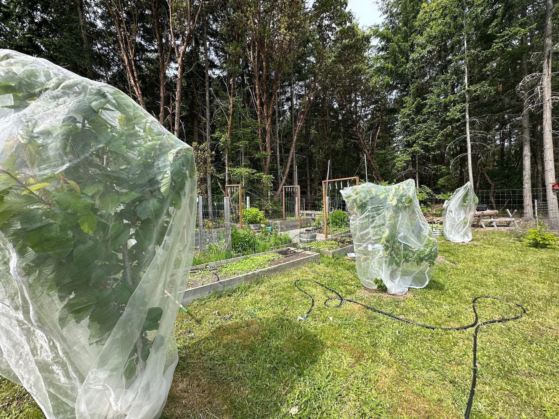  So we have covered all the cherries in net’s, so hopefully we get the fruit! 