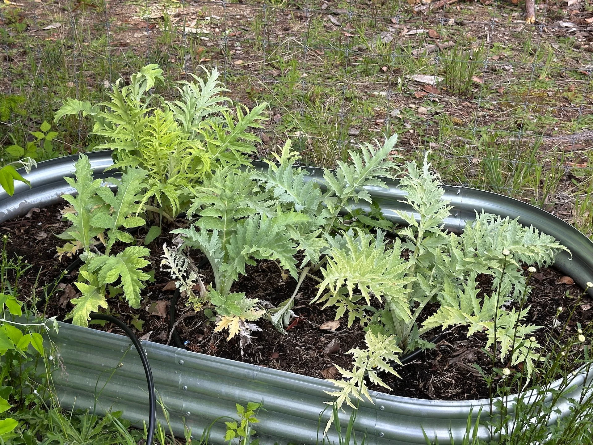  The artichokes look good as well.  