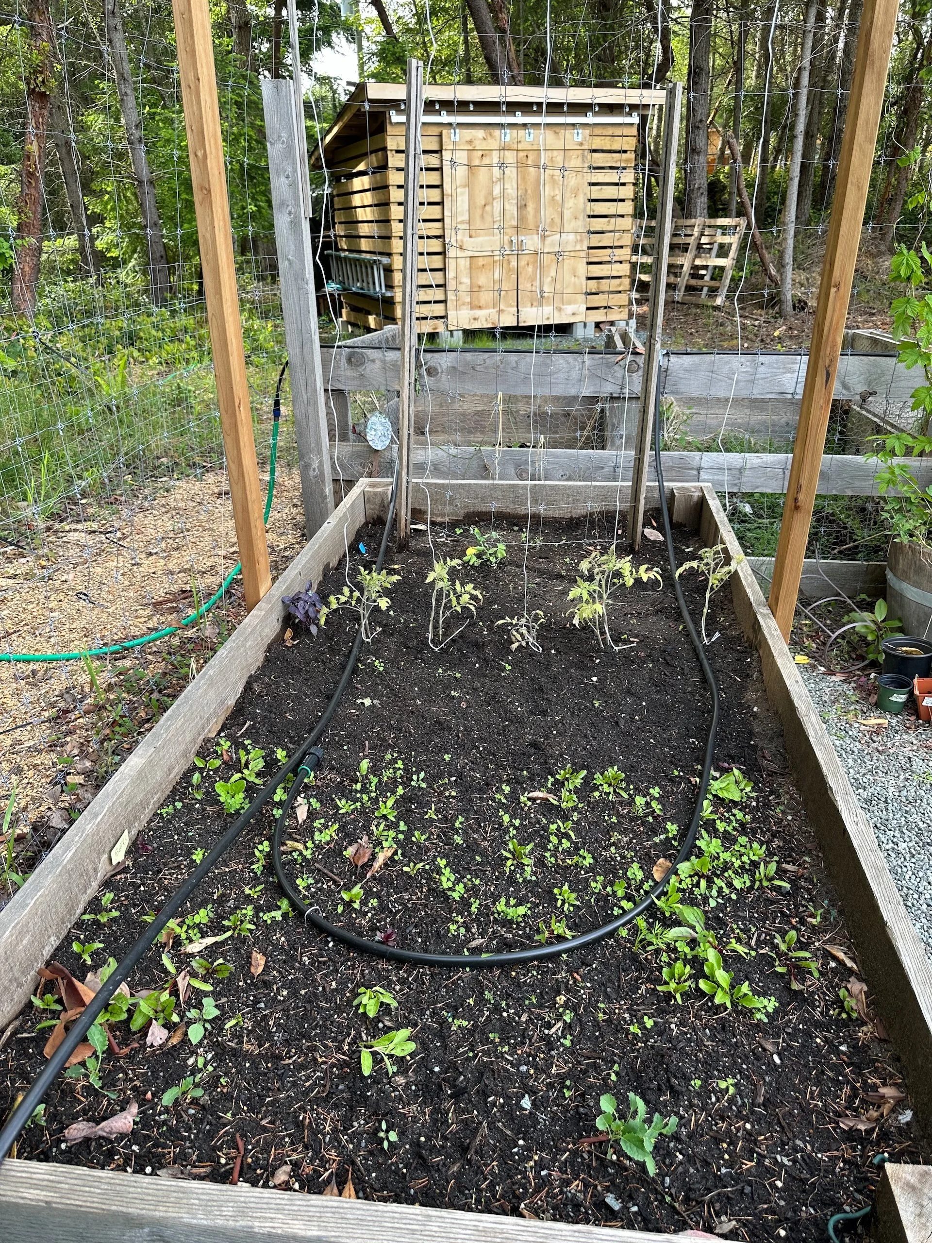  I had started a lot of seedlings in the city. We got them all in the ground and hopefully they will do well.  