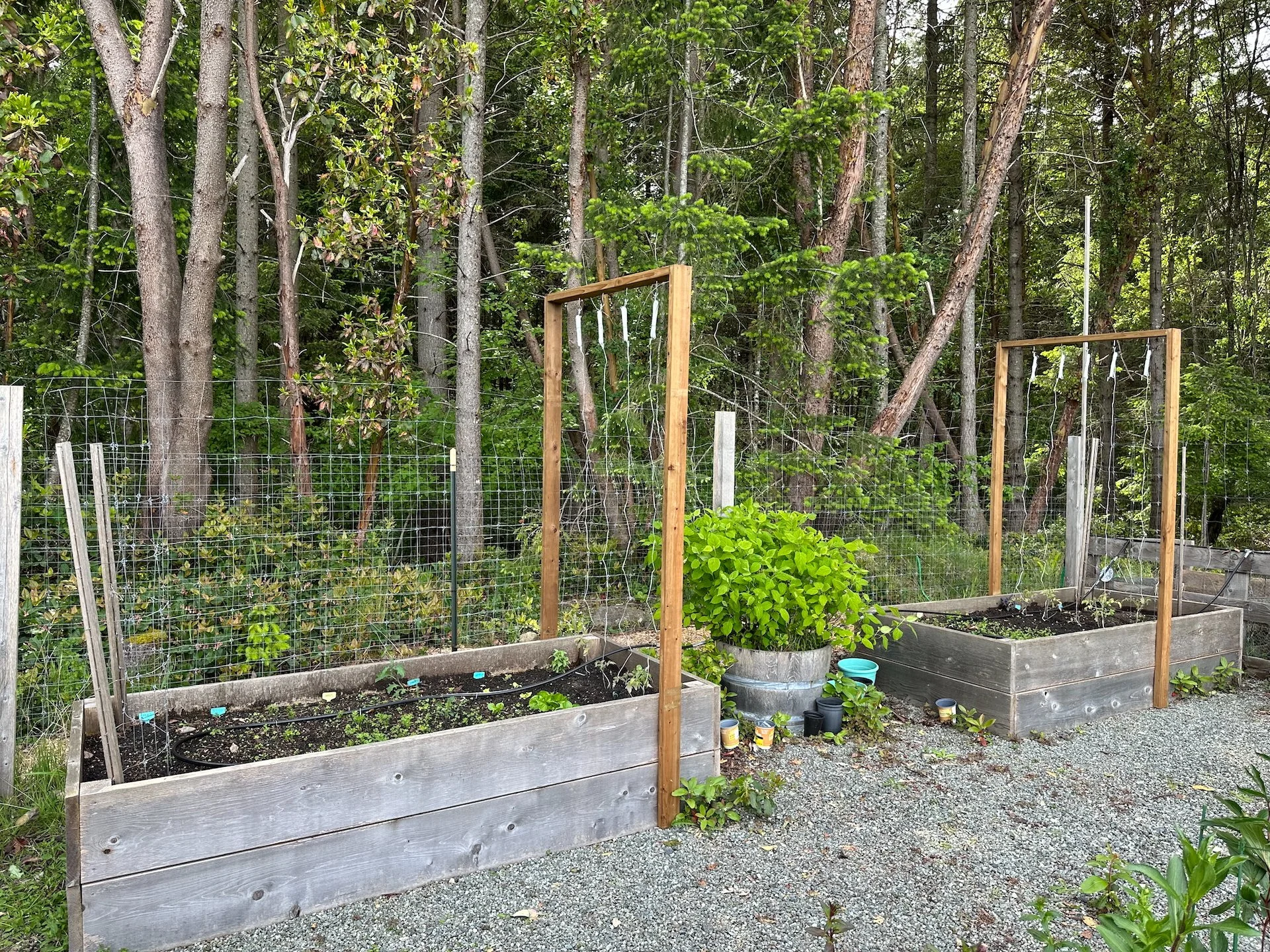 I’m goign to try and use string trellis’ for tomatoes this year. It’s an experiment… 