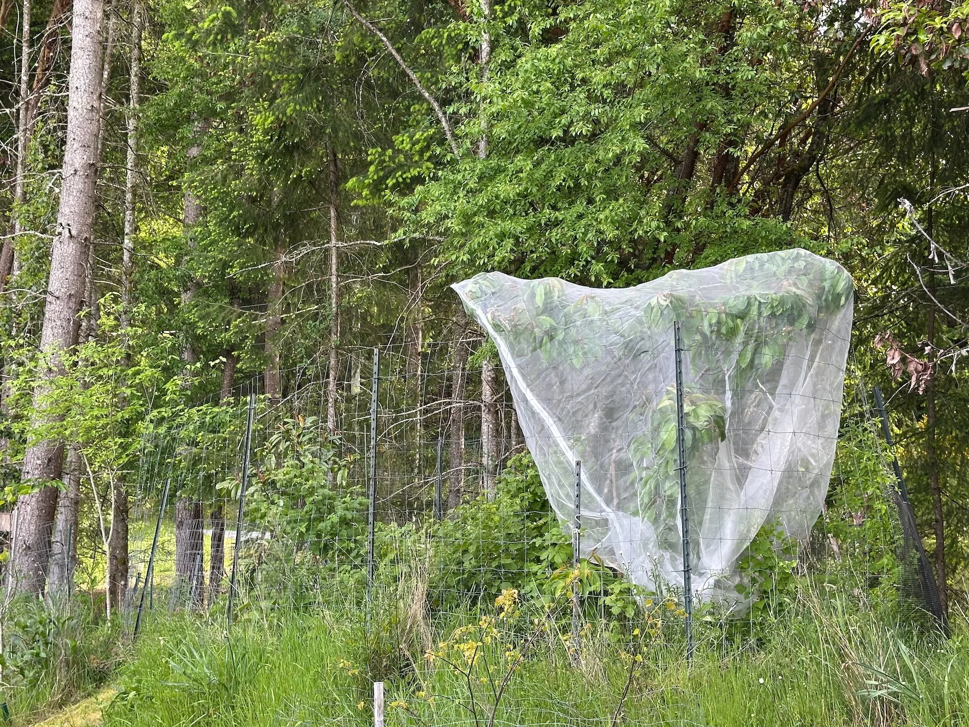  We netted the big cherry as well. It looked like the birds had wiped out a lot of the green ones already!  