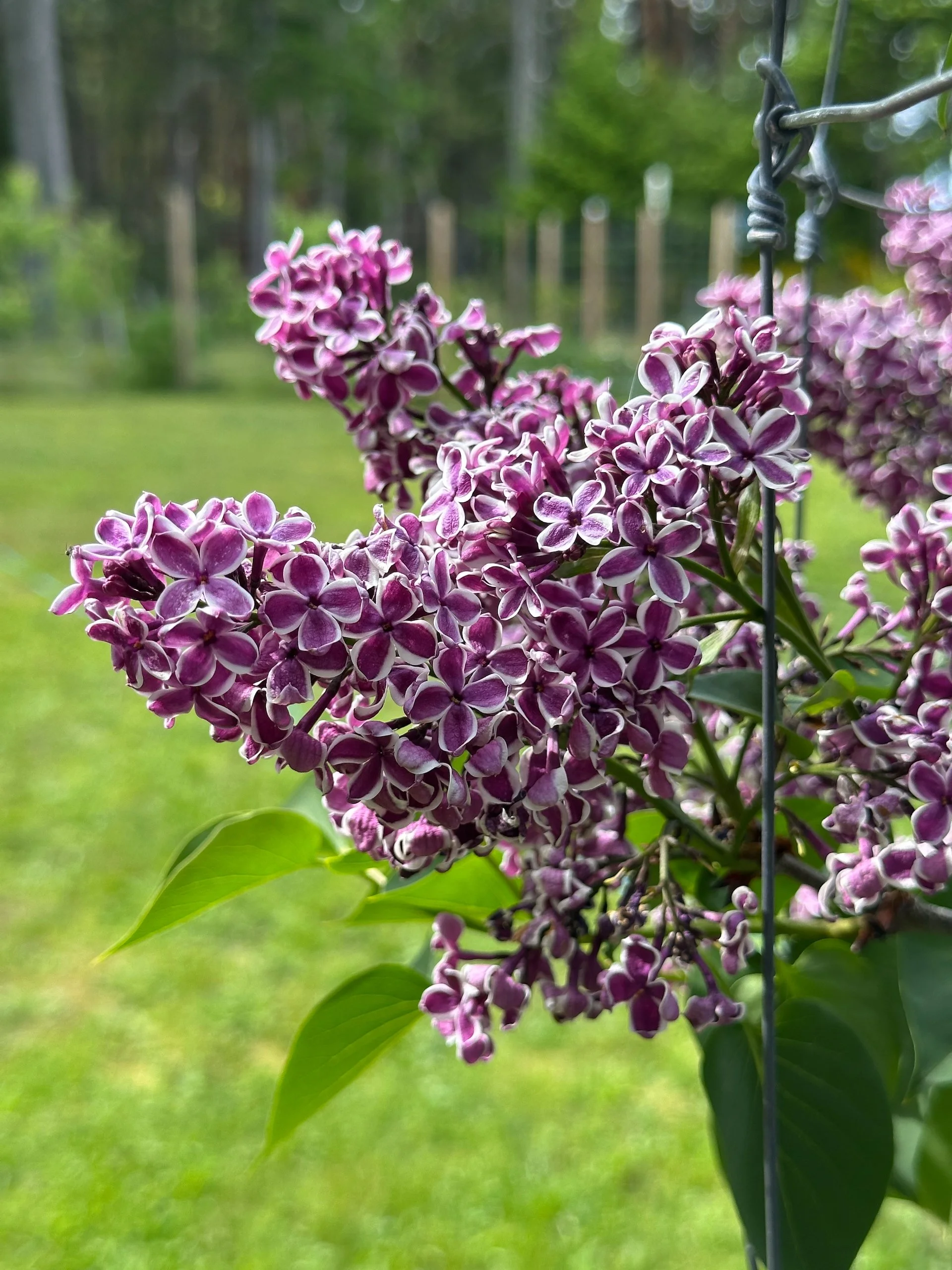  Our new lilac is stunning. But sadly, it will be done by the time we get back. 