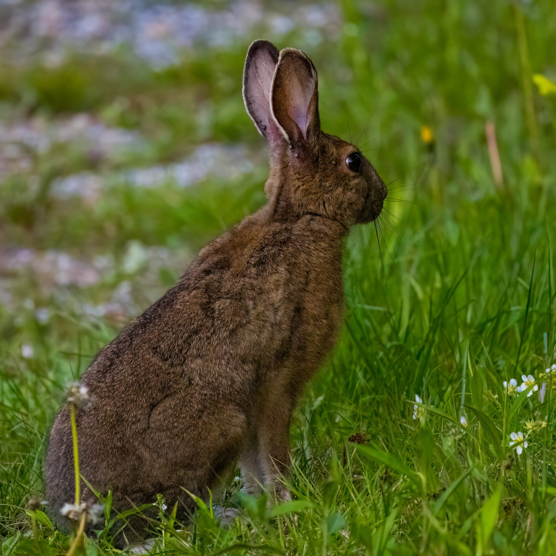 The local wildlife - we saw this guy a few times! 
