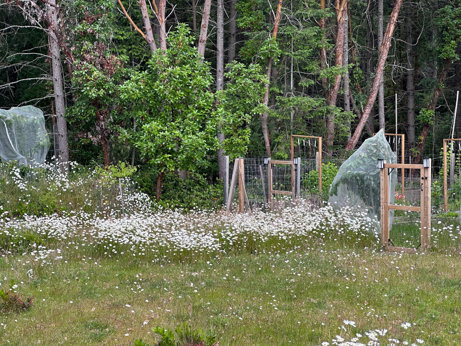  But the daisies were still out in full force. 