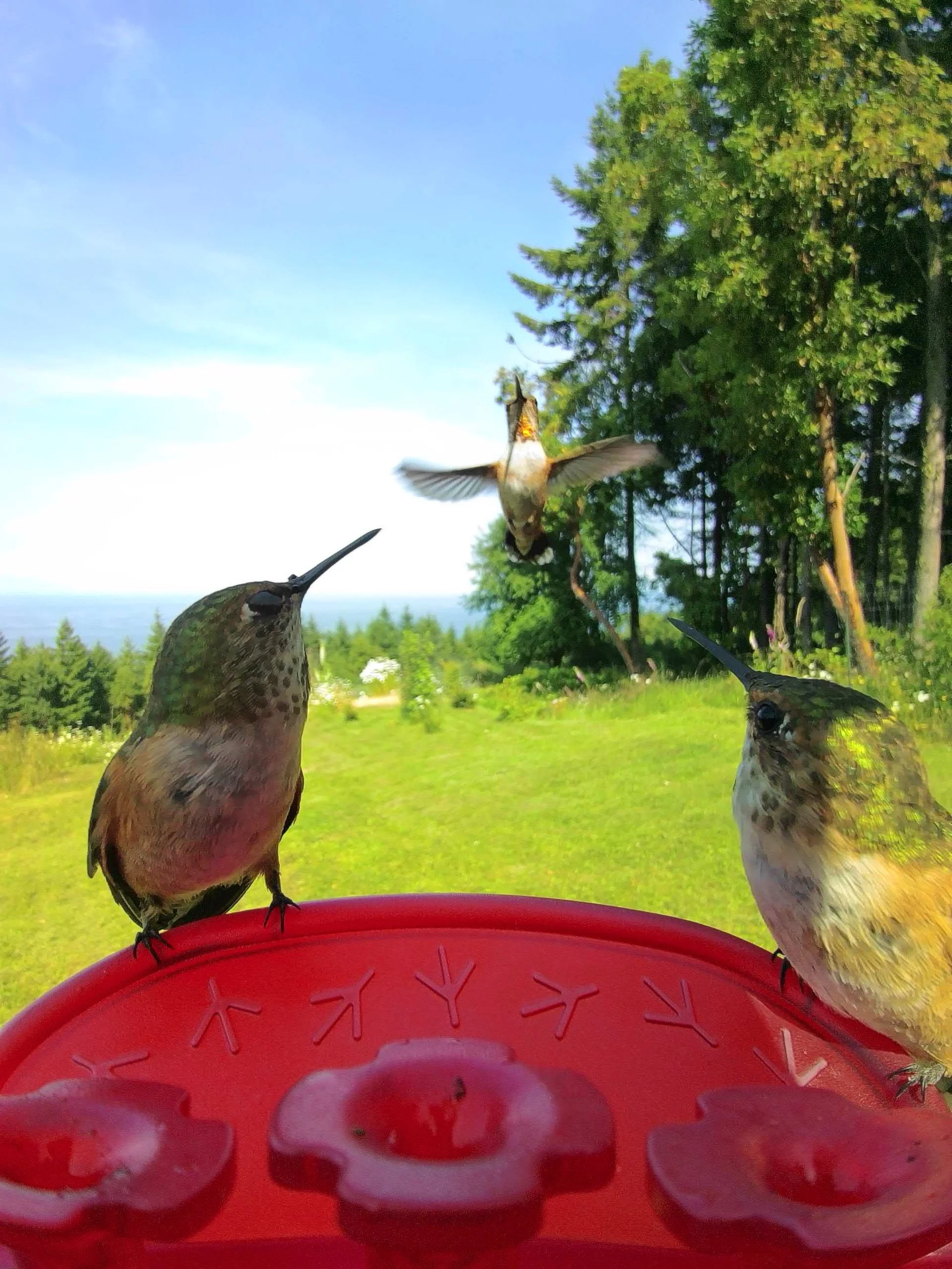  I thought this shot was really funny - love the two of them just watching the one swooping in.  