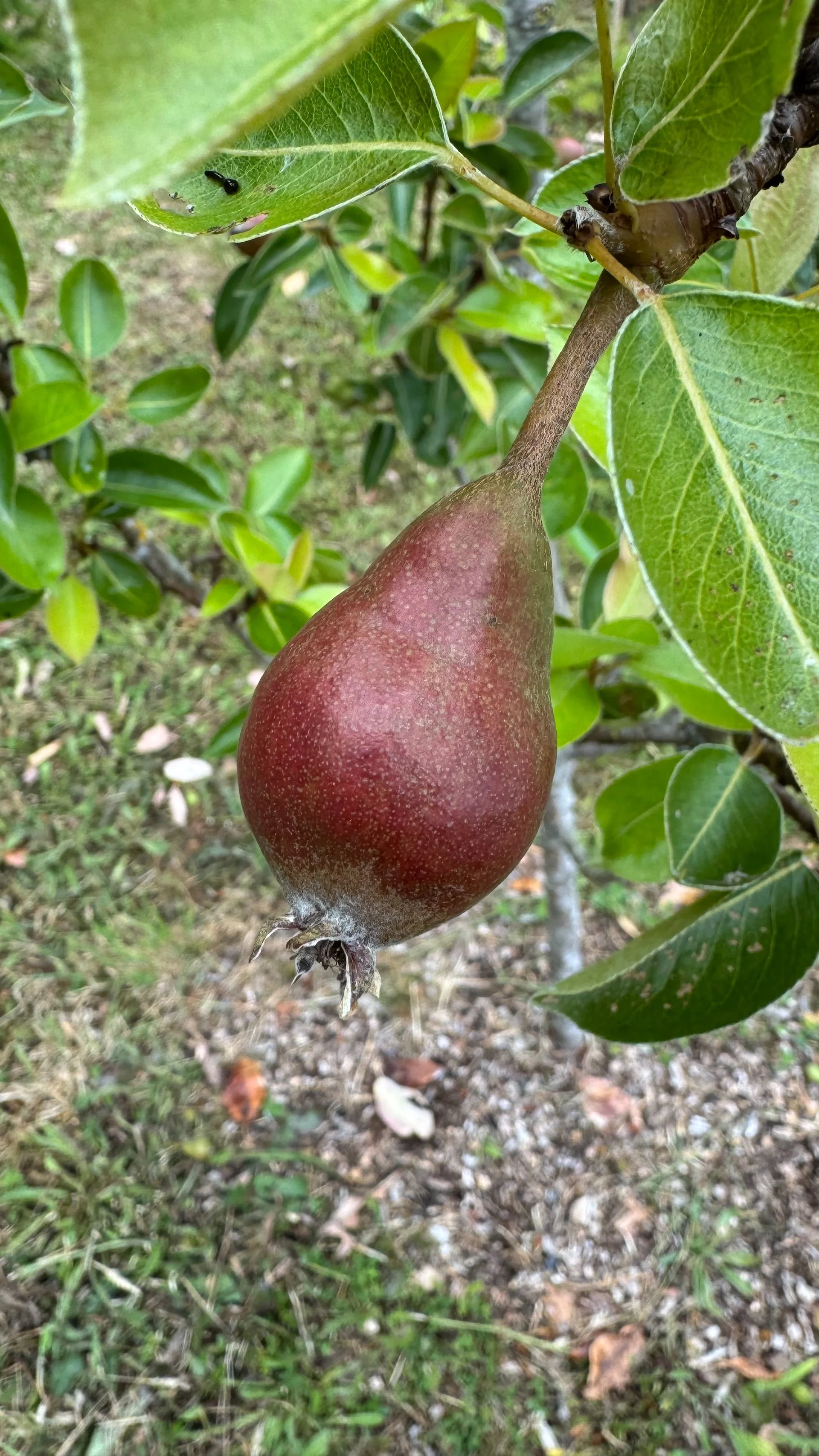 The pears are starting to grow. 
