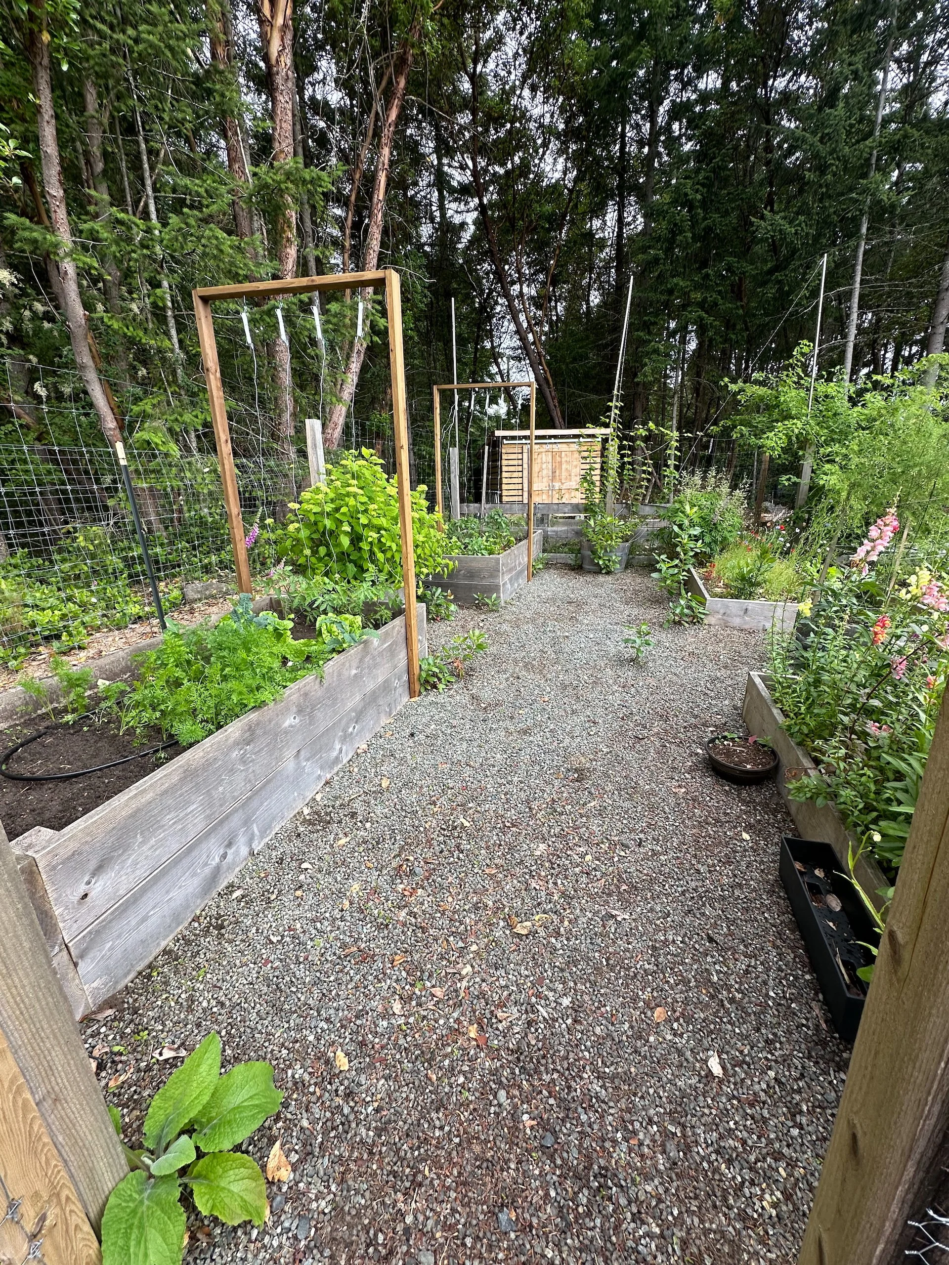  My big project for the day was cleaning up the garden. The “before” shot was so emabarassing, I didn’t take one. But the gravel was full of weeds and there were arbutus leaves pretty much everywhere. This is so much better! 