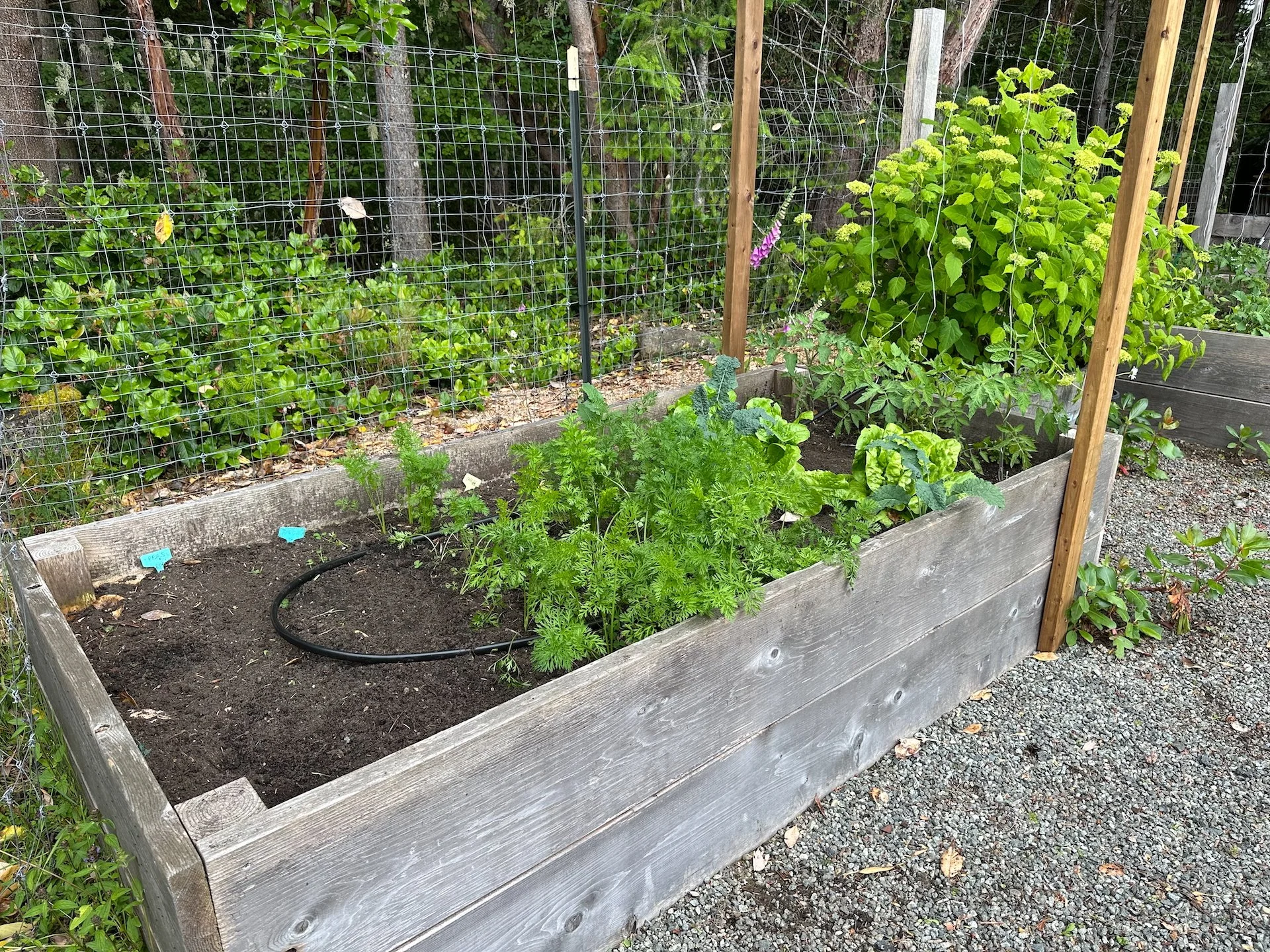  Sadly, the garden has not really done well this year. The big empty gap is where the peas didn’t even sprout. Which was weird.  