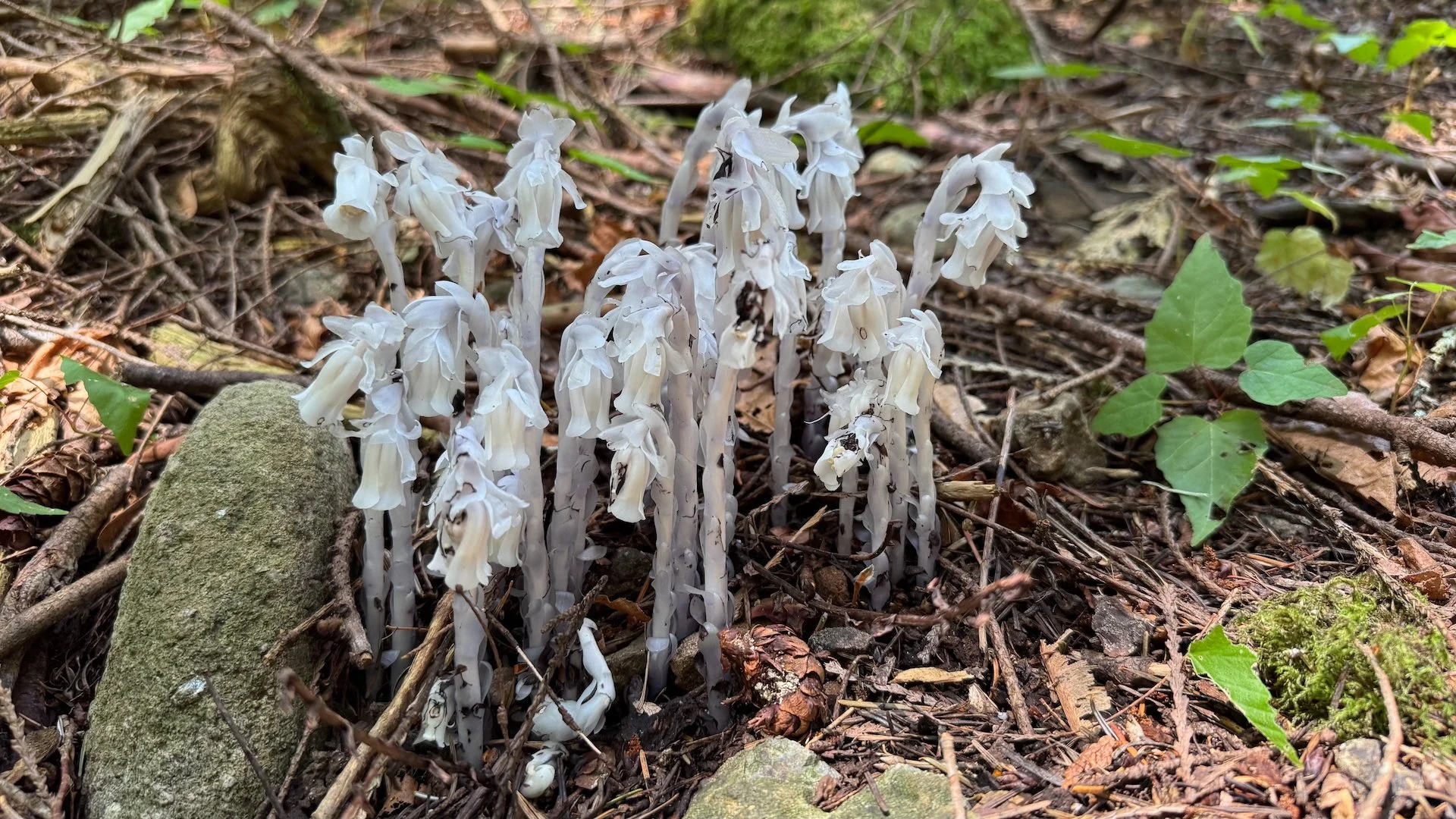  These interesting little flowers were poking out of the ground in a lot of places.  