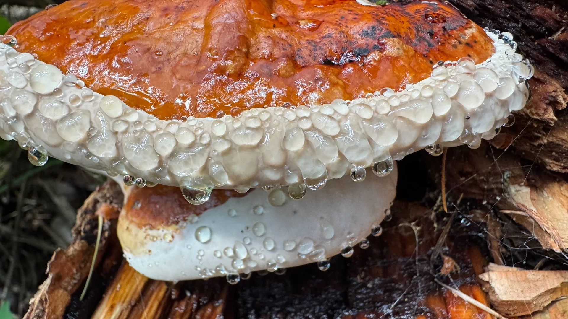  Interesting mushroom shot. 