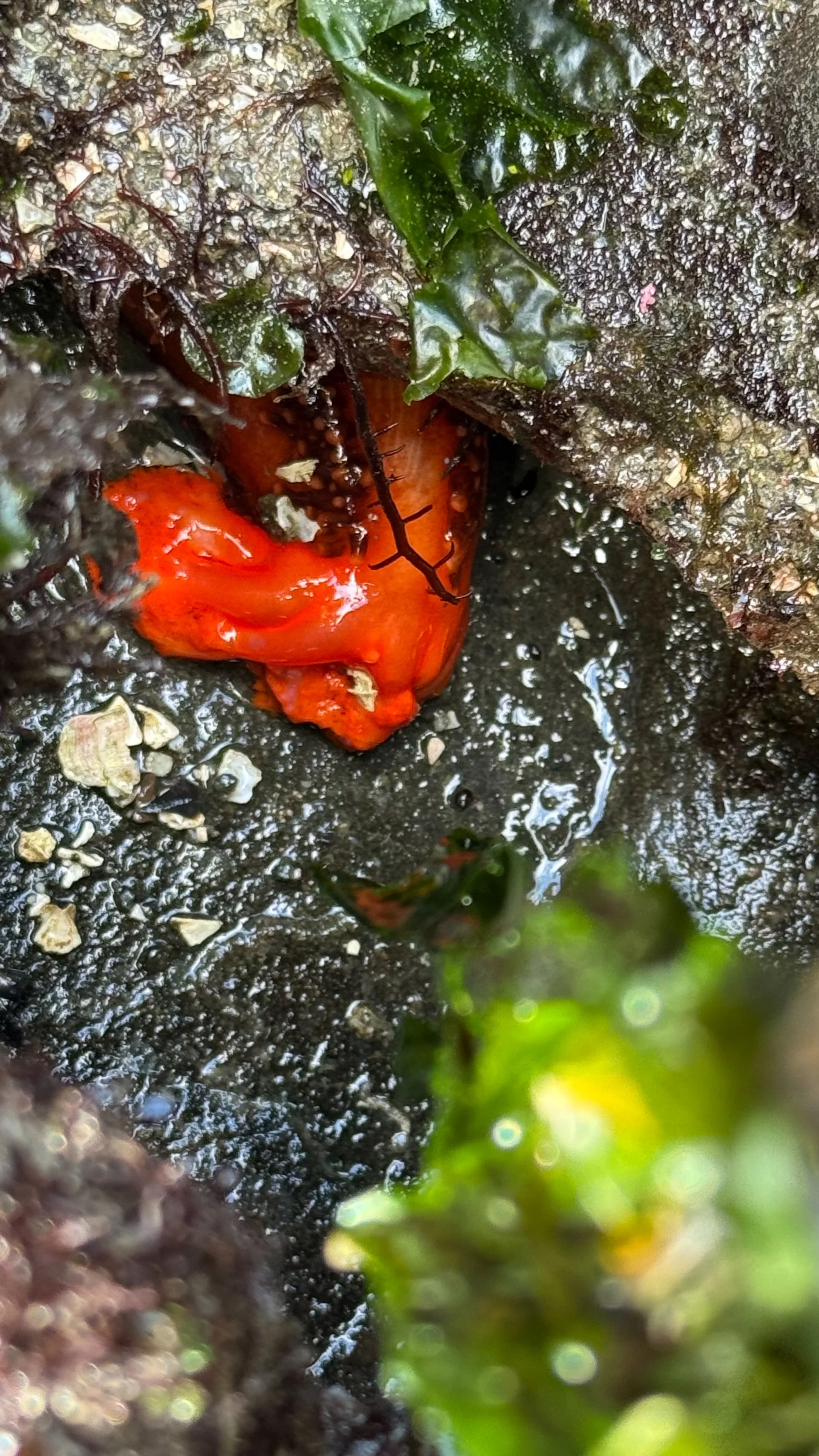  We found lots of cool sea life, including a couple of different types of sea stars, anemones, sea cucumbers and even a nudibranch (sea slug)  