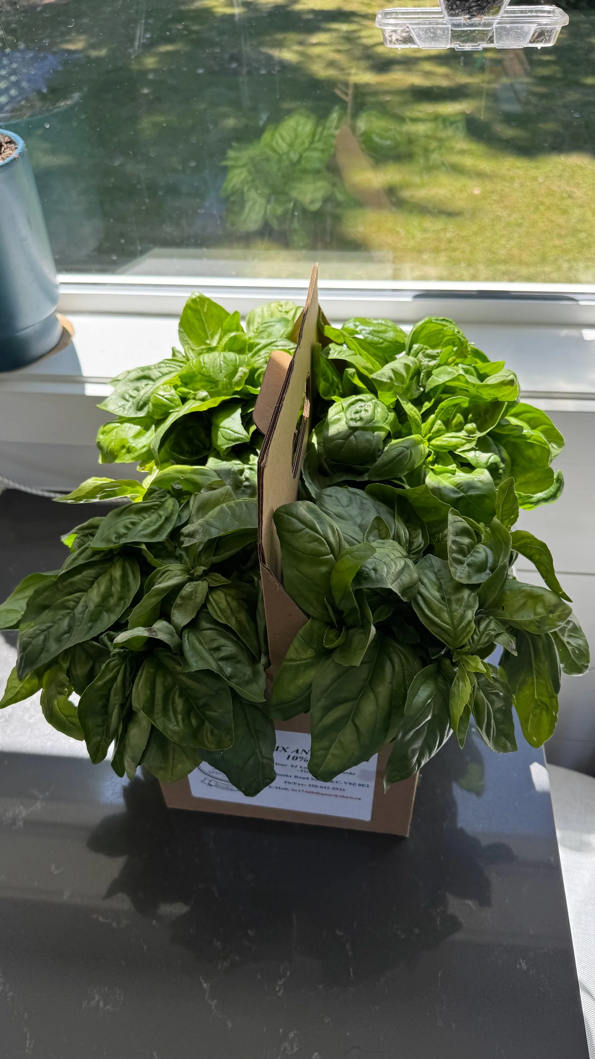  The lovely basil we picked up… 
