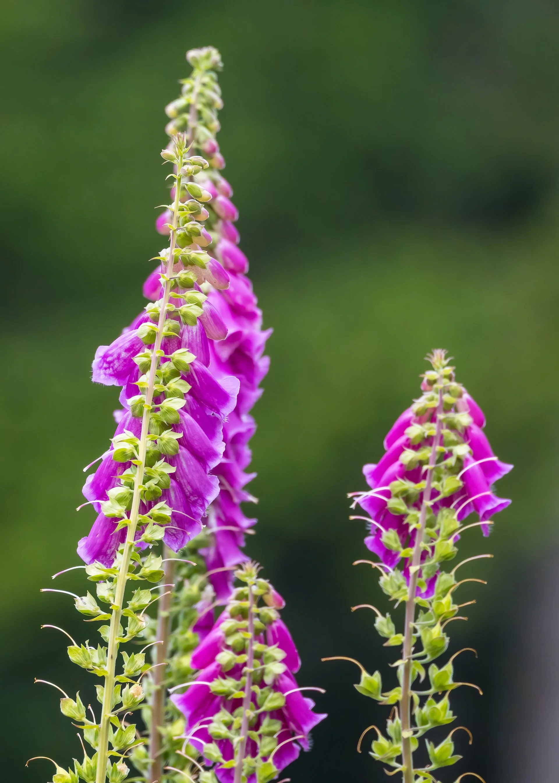  Catching the foxglove in full bloom. 