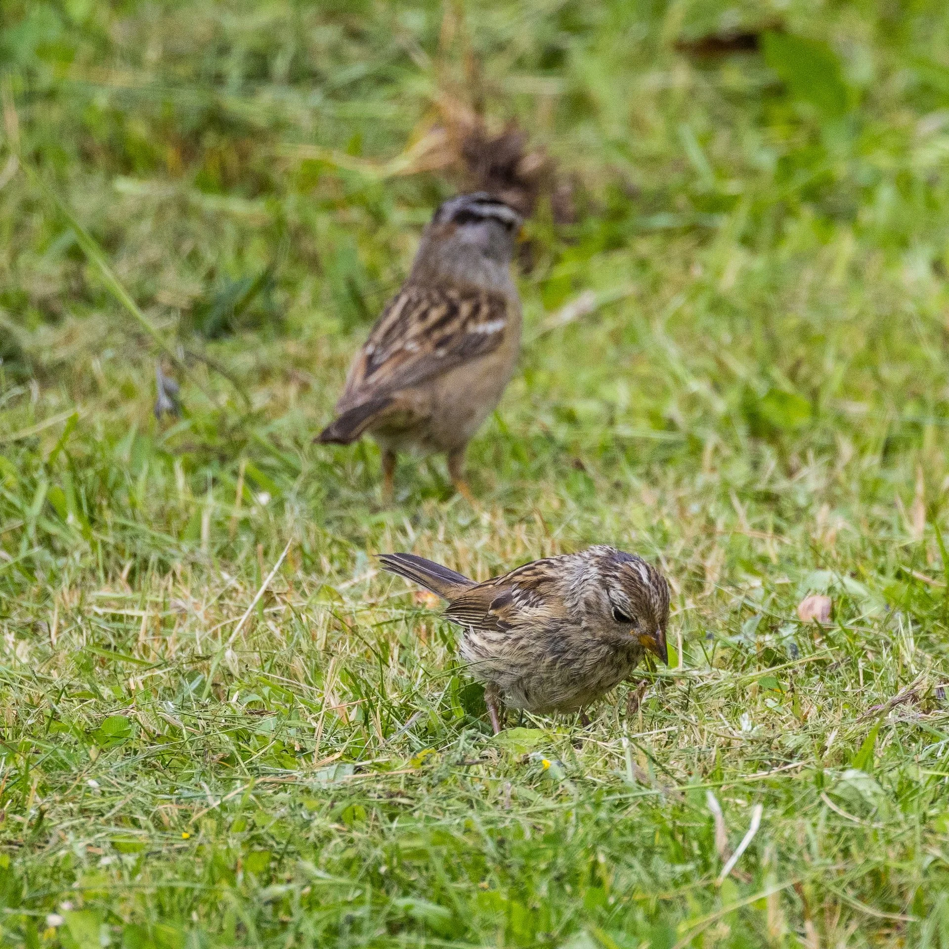 Juvenile white-crowned sparrows, hunting for bugs. 