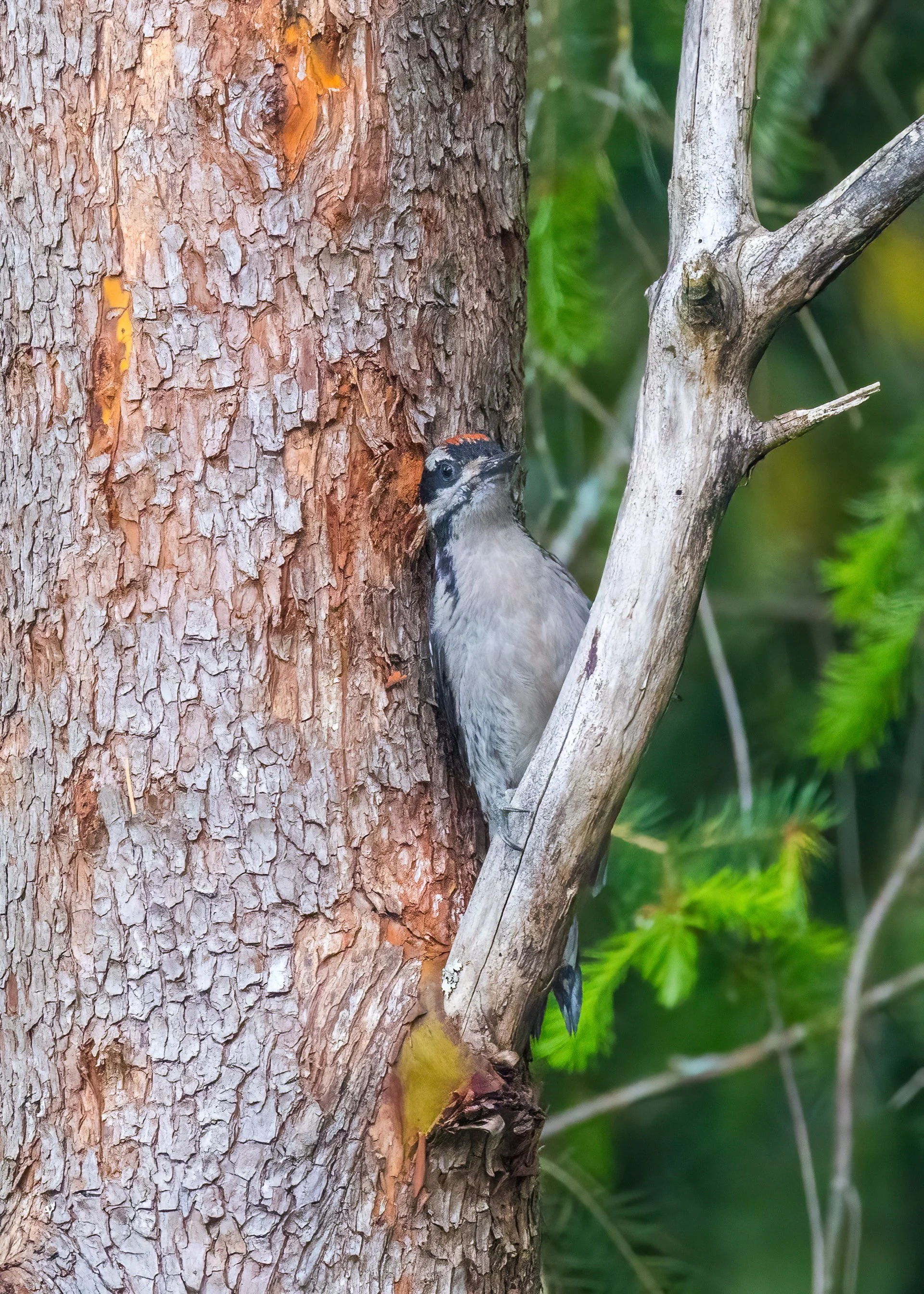  Hairy woodpecker. 
