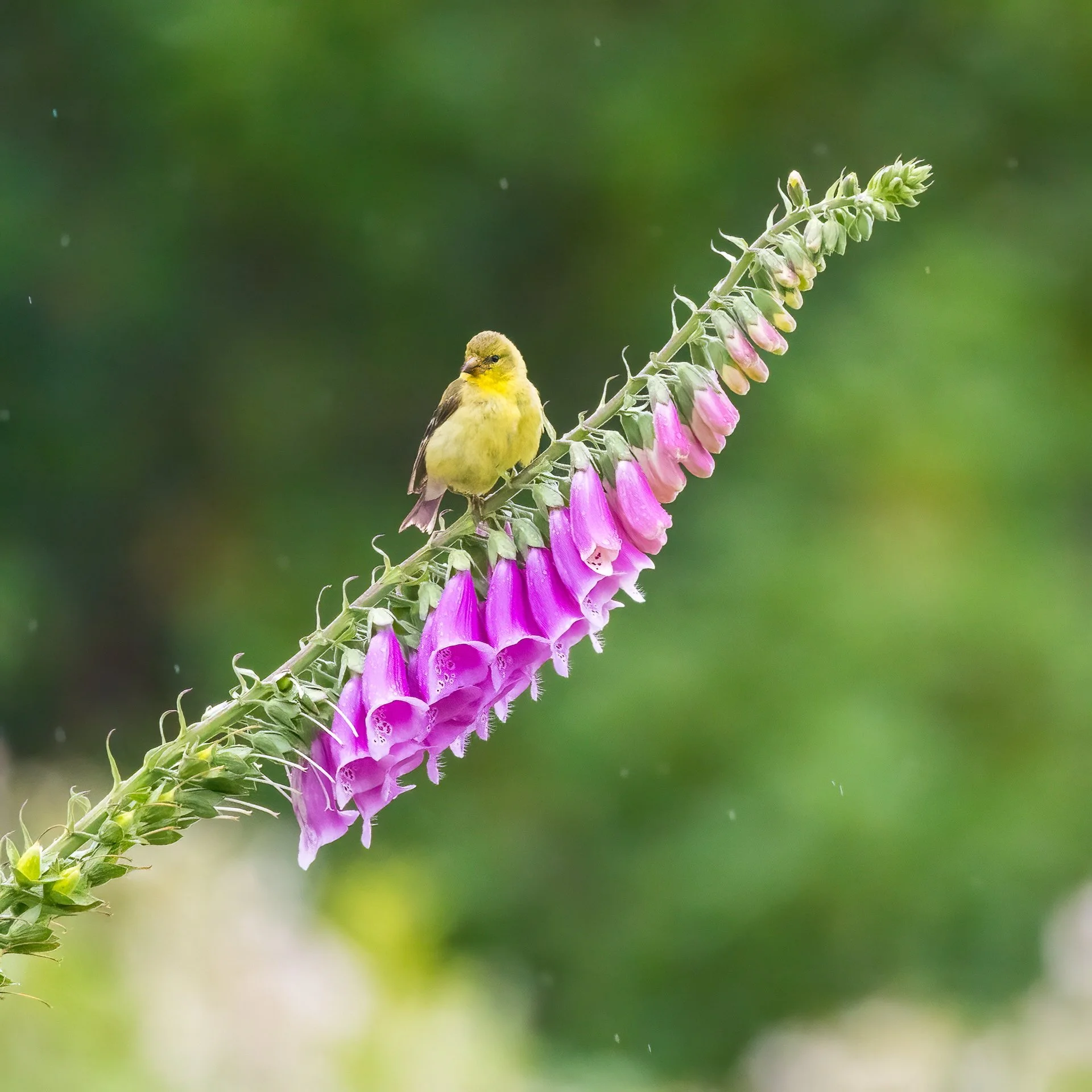  Gold finches 