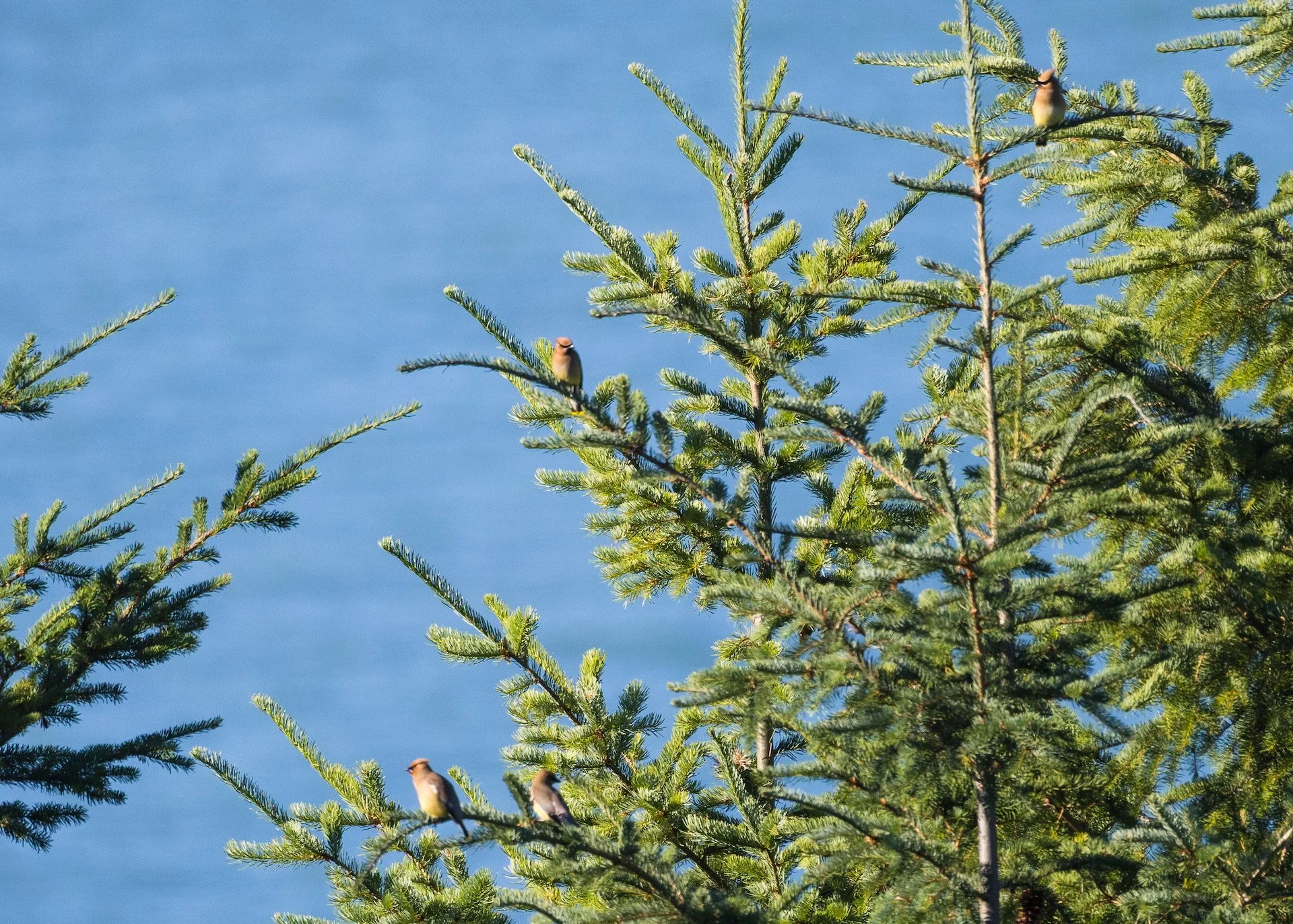  A flock of cedar waxwings 