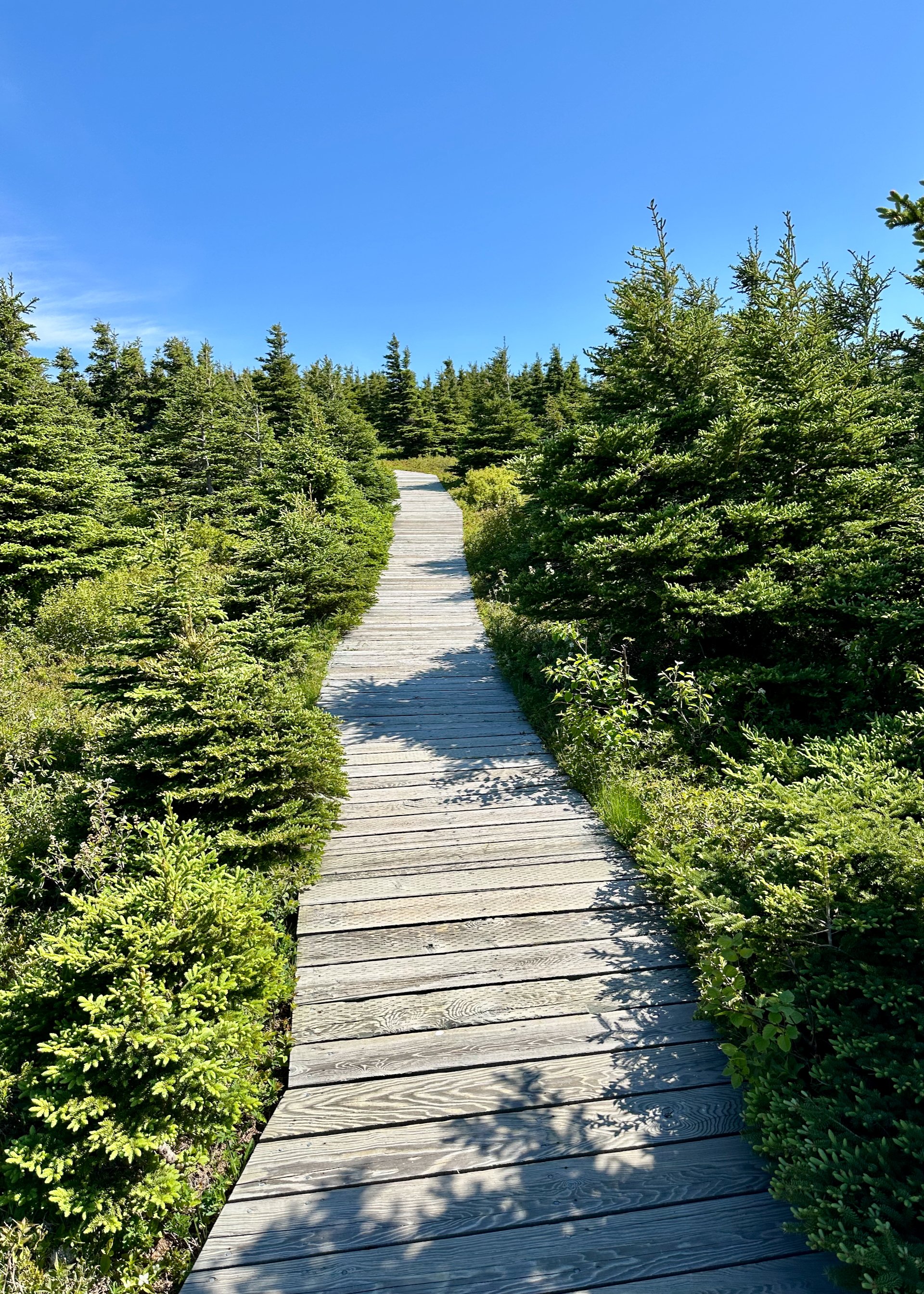 2025 06 Cabot Trail - 161.jpeg