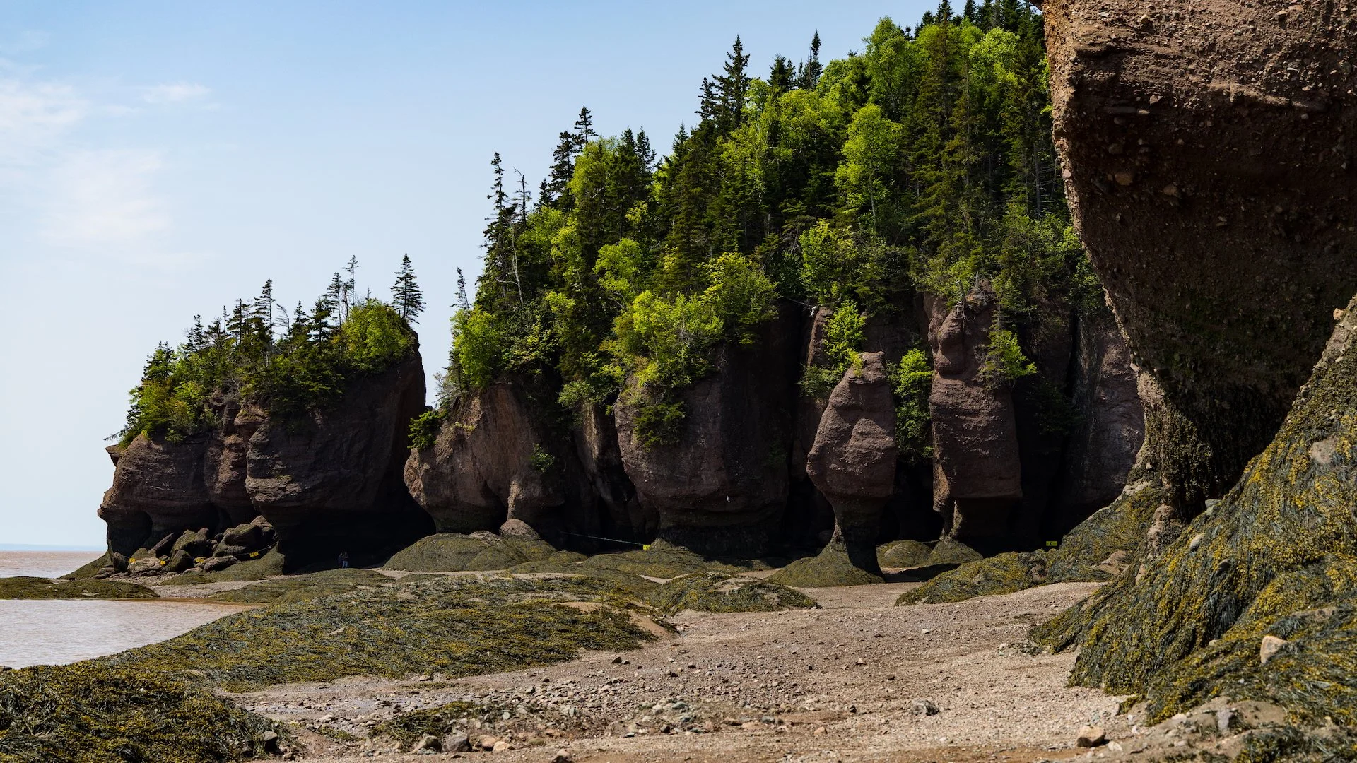 2025 06 Bay of Fundy - 54.jpeg