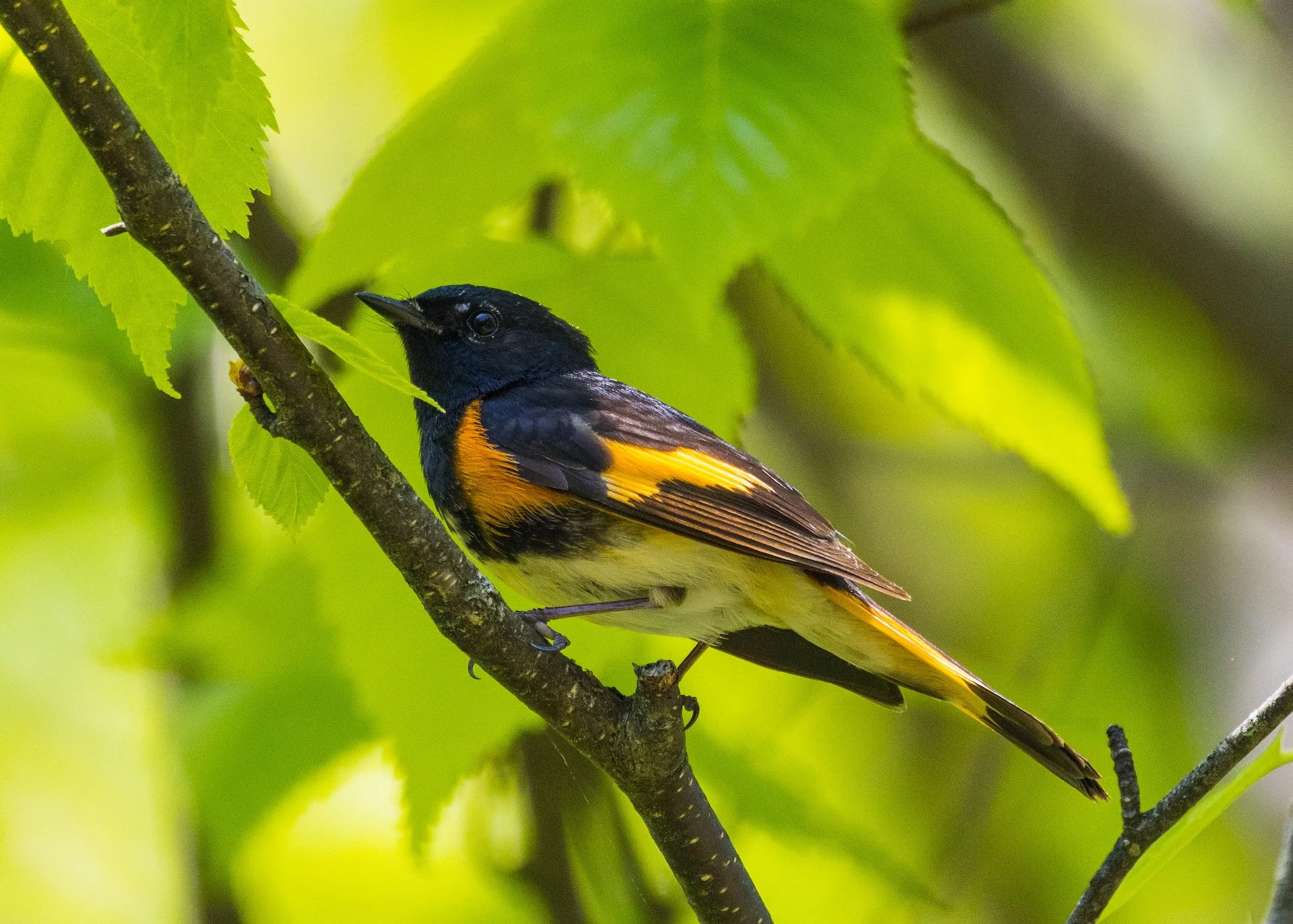  We had been hearing American Redstarts all day - and then finally we found some the would pose! 