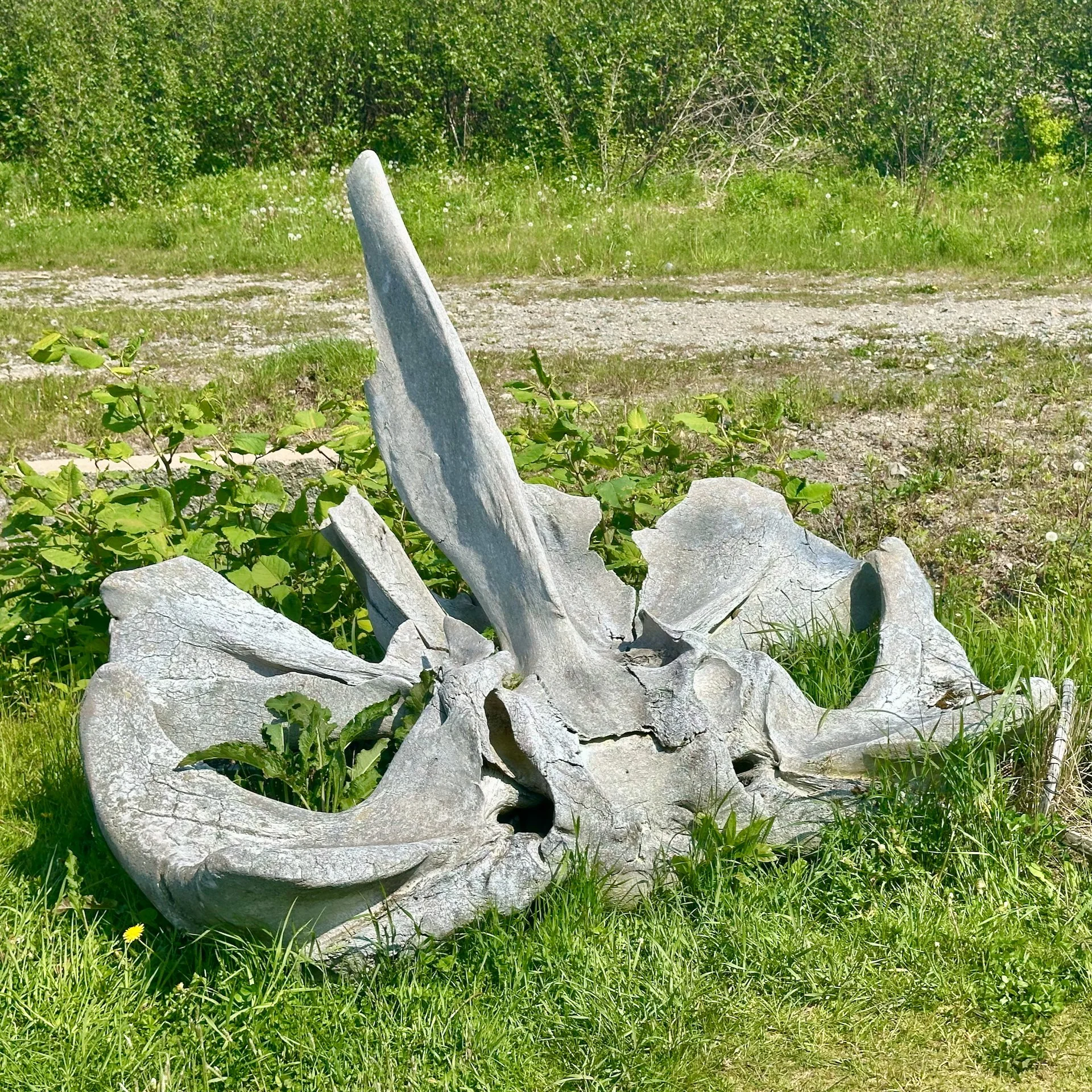 A cool whale skull, just outside the restaurant. 
