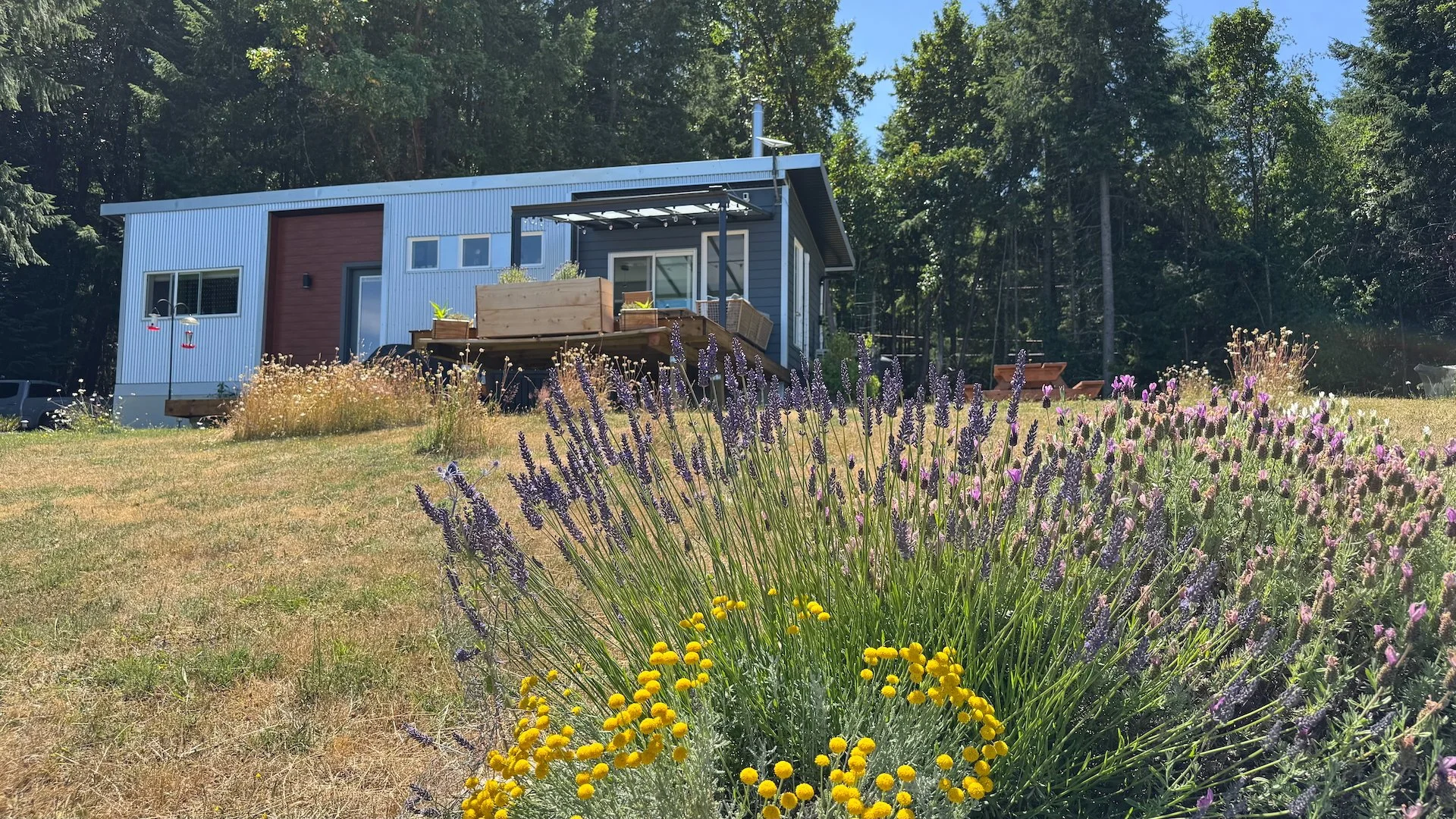  It’s been a great summer, and the lavender in the fire pit garden is in full bloom - so many bees! 