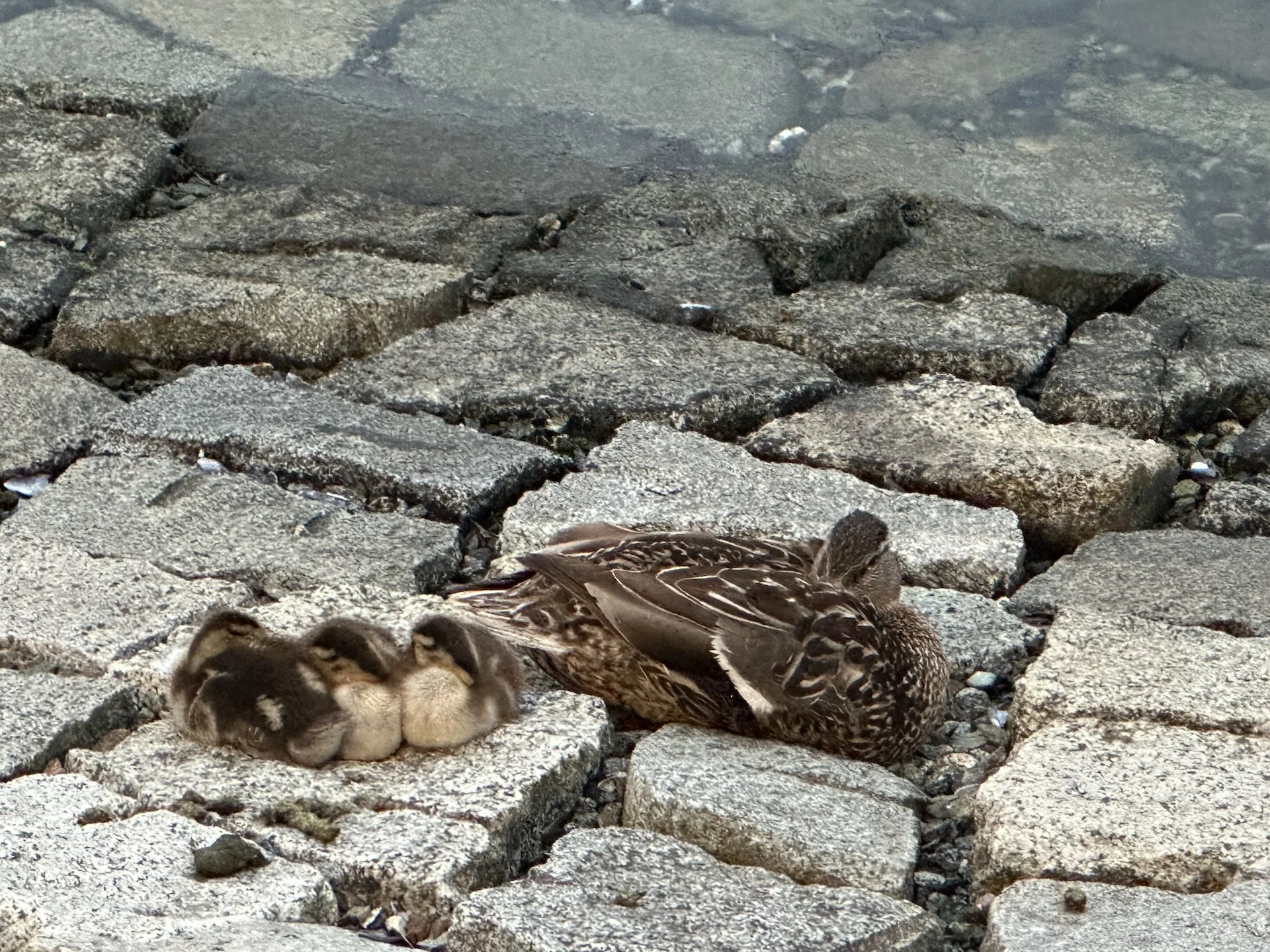  This was from back in Vancouver, but it was odd that there were baby ducks this late in the season.  