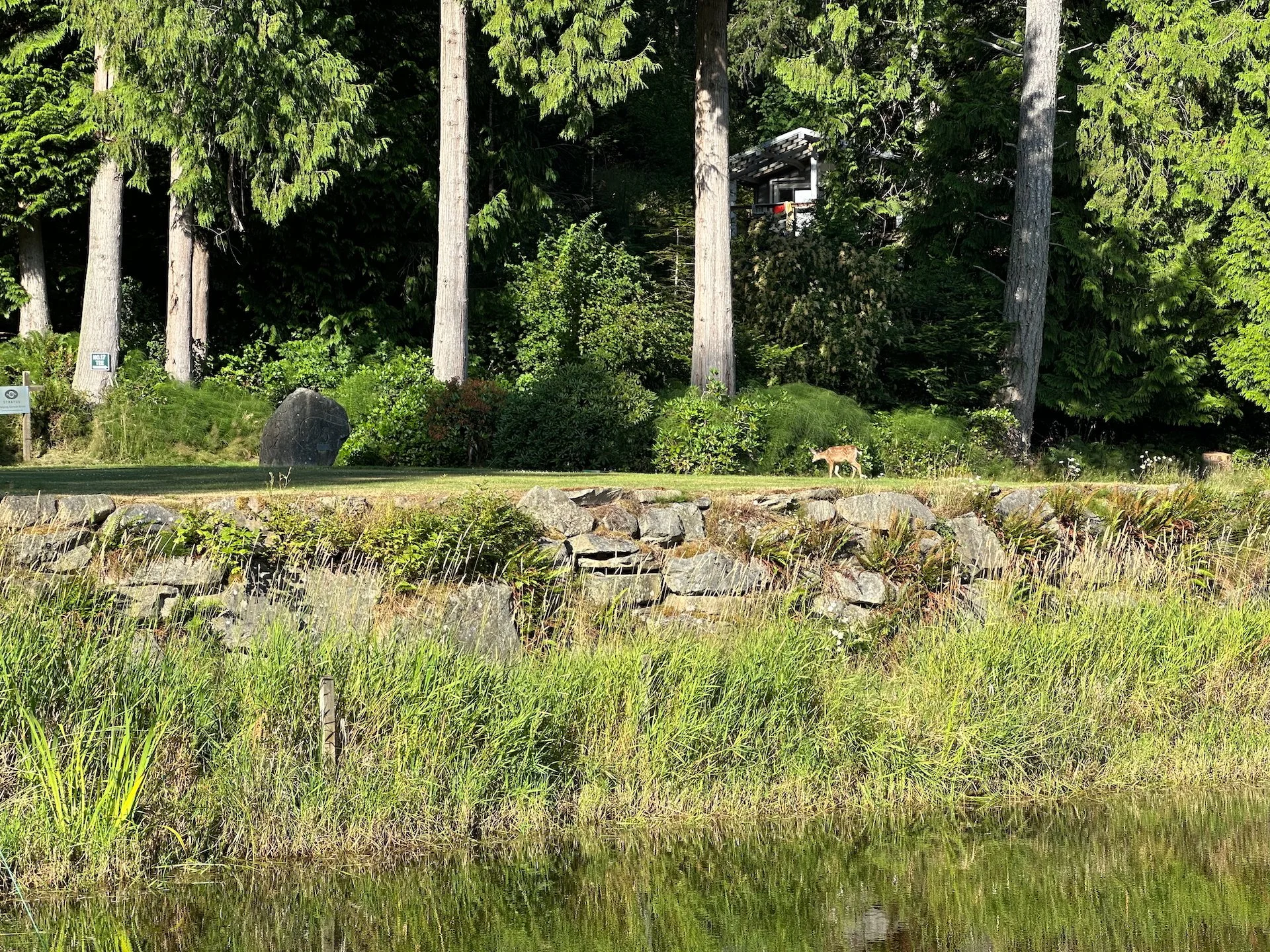  Golfing on morning and the deer were in full invasion of the tee boxes.  