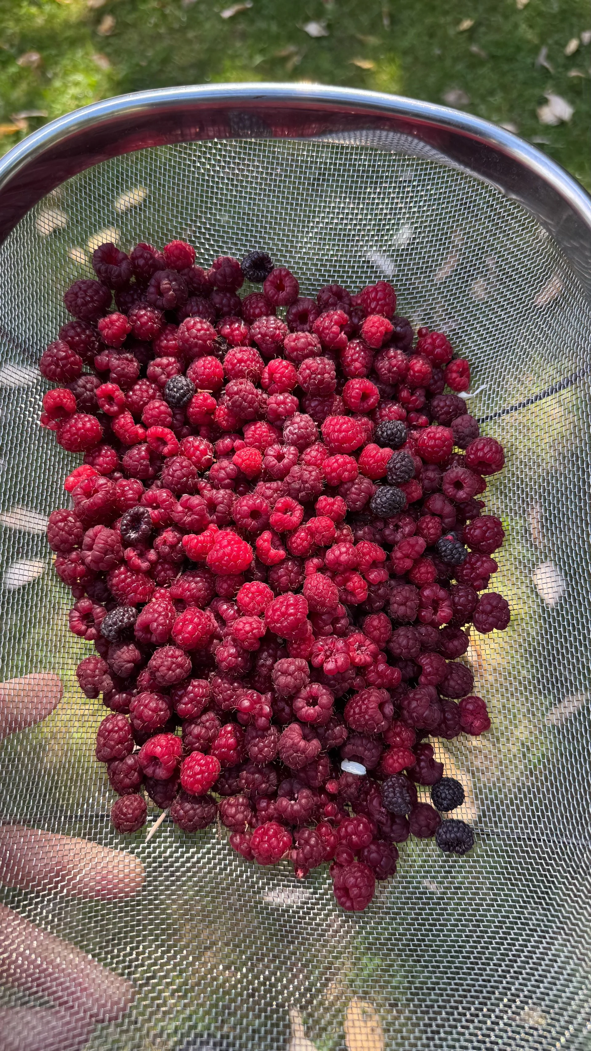  We got a great harvest of raspberries from our little patch this year.  