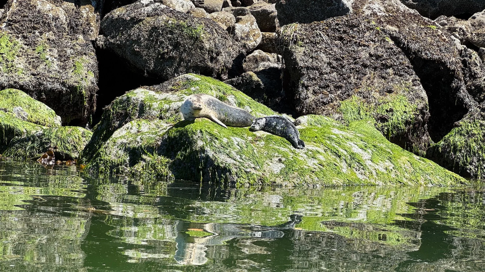  There were lots of seals around, including some very little babies. 