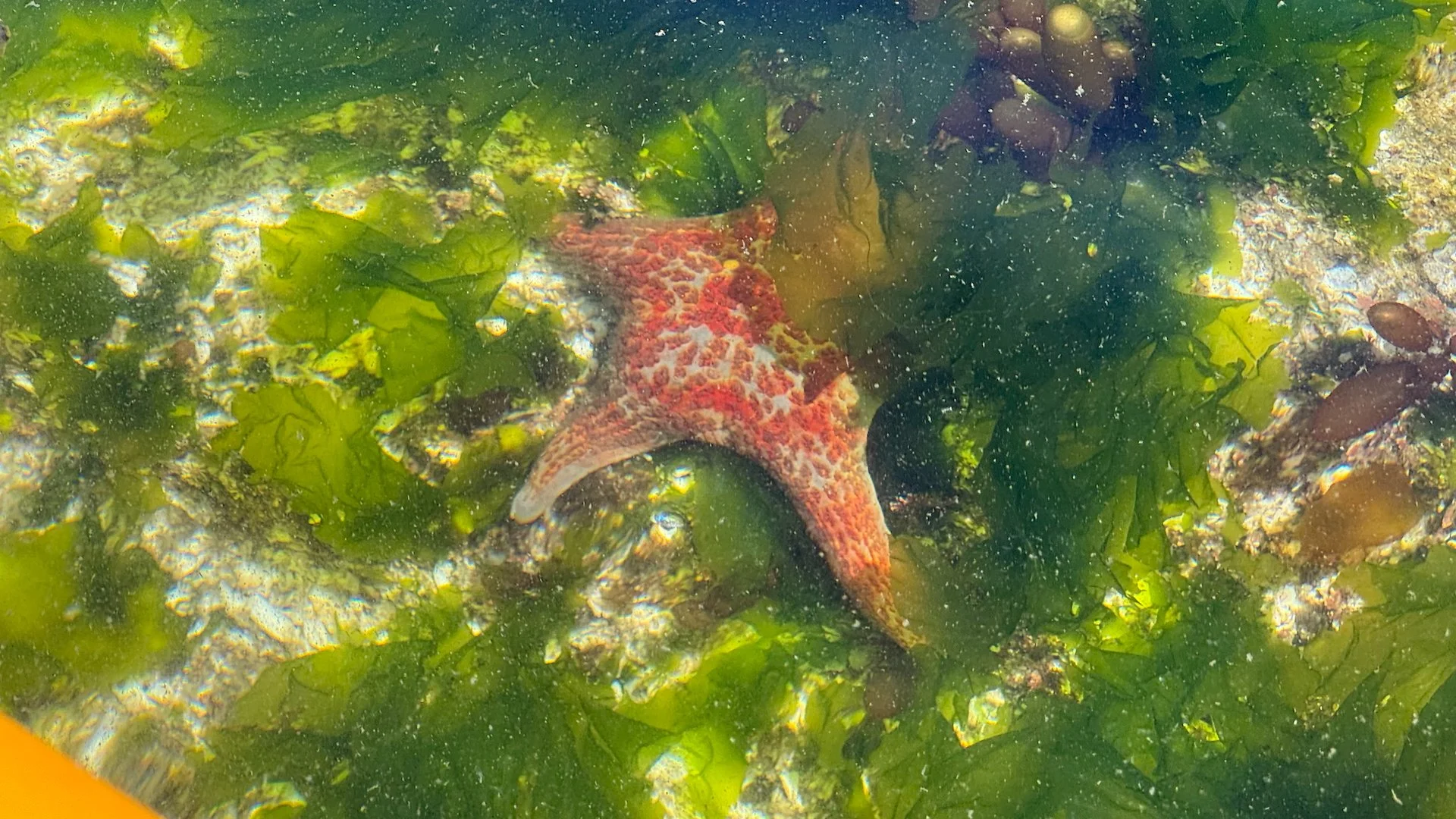  And a leather sea star. 