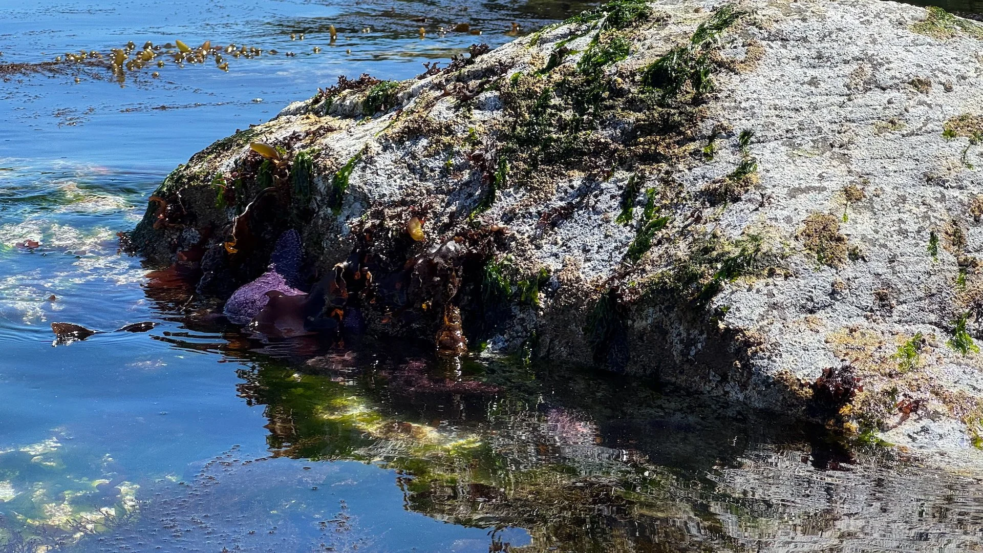  As the tide was quite low, we were able to shown them a fair amount of sea life, like these purple sea stars 