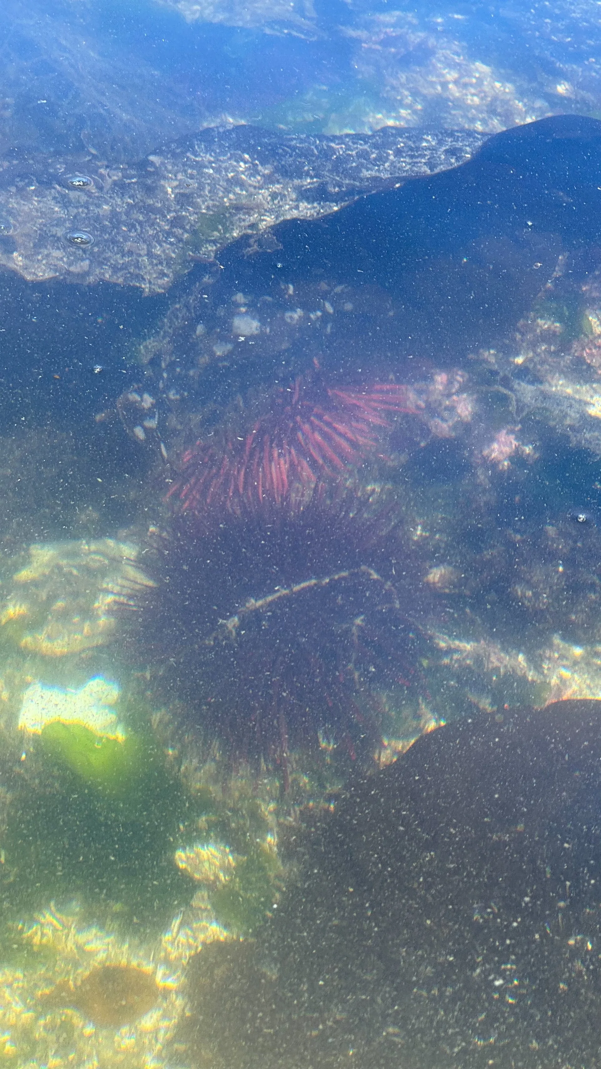  And even sea urchins! 