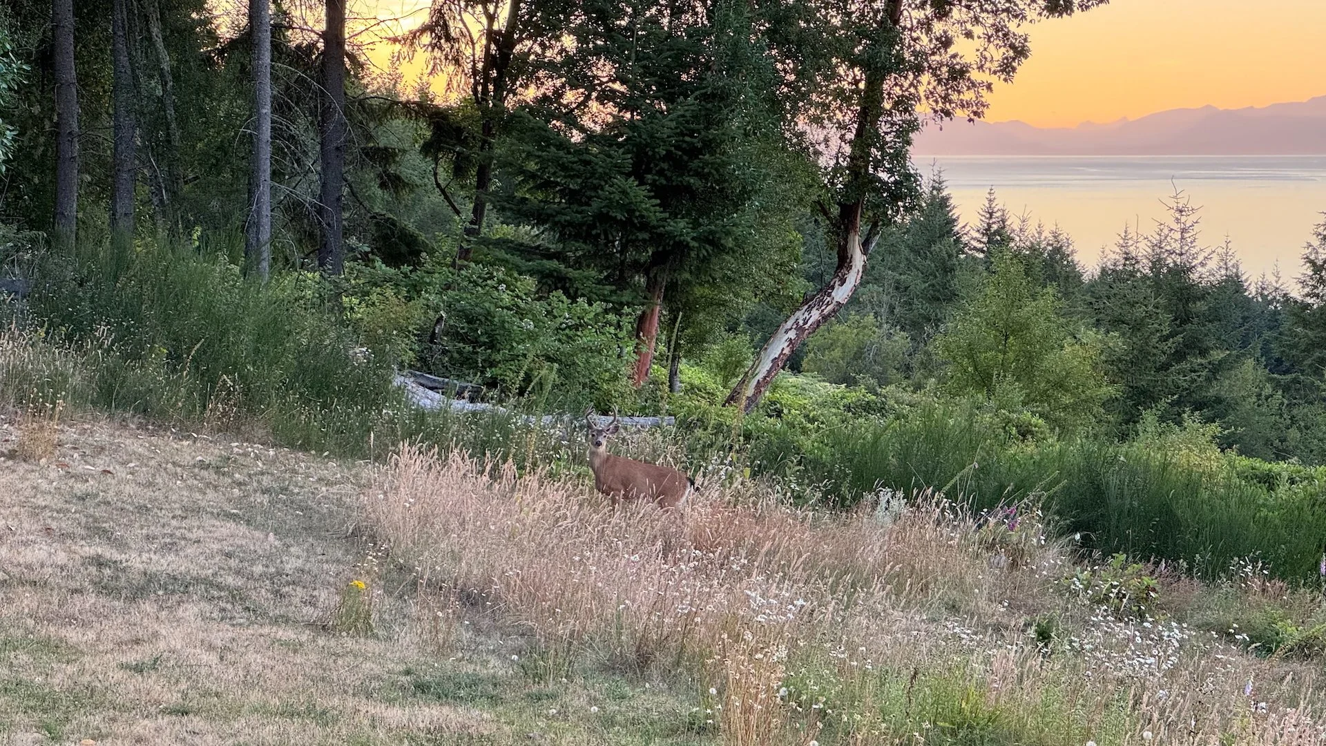  We had deer visitors most evenings.  