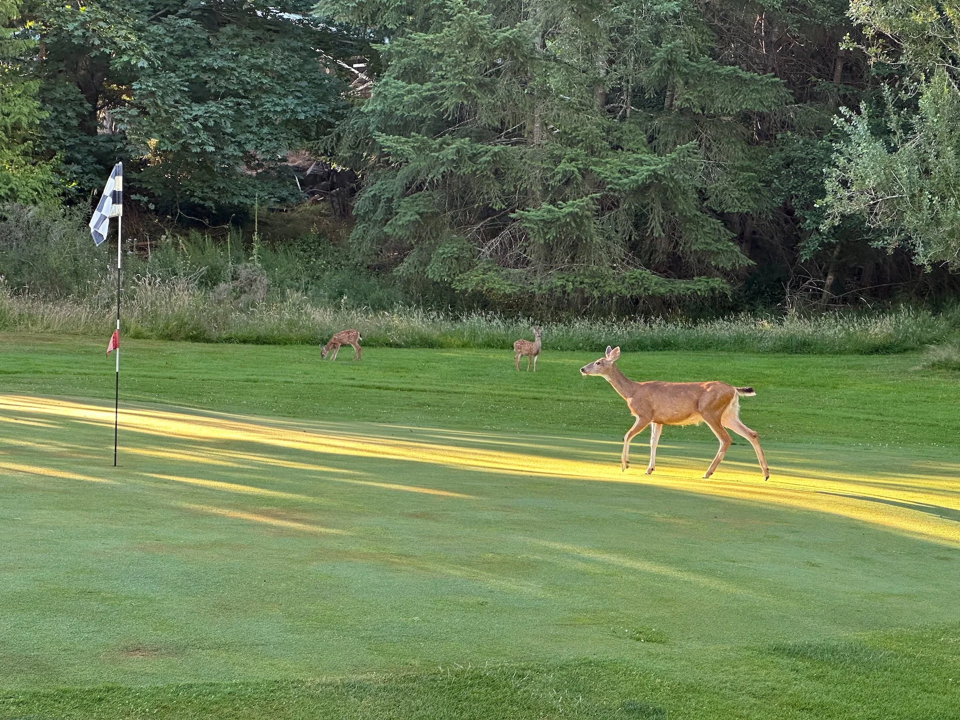  The deer seem to have no appreciation for staying off the greens while someone is trying to putt… 