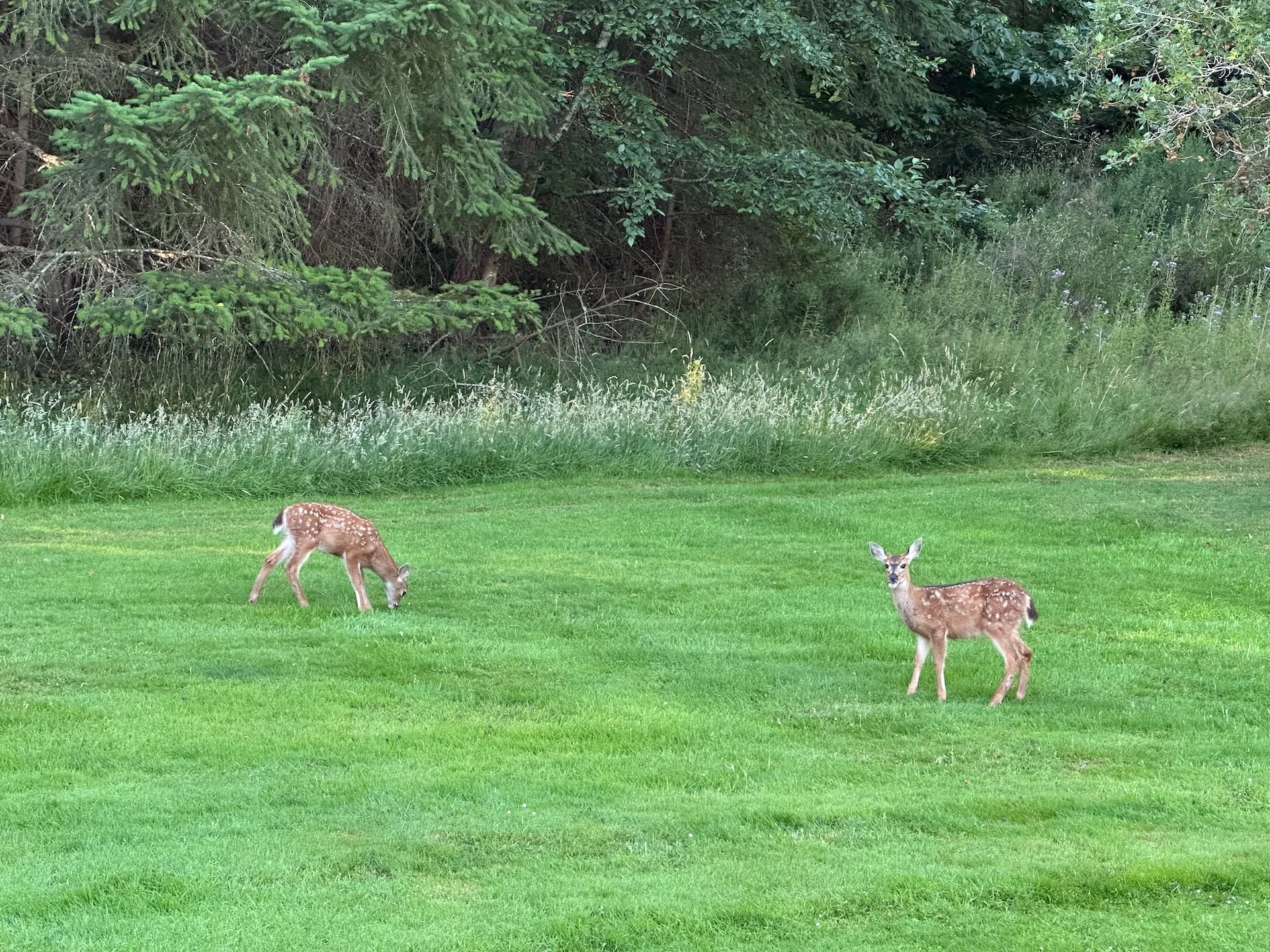  There are lots of babies around right now. 