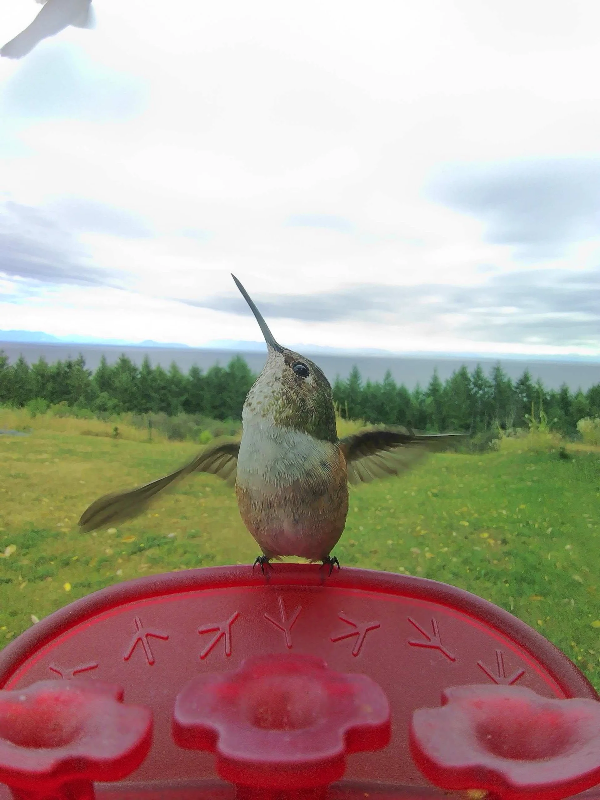  The Bird Buddy got a couple of good shots of the hummingbirds! 