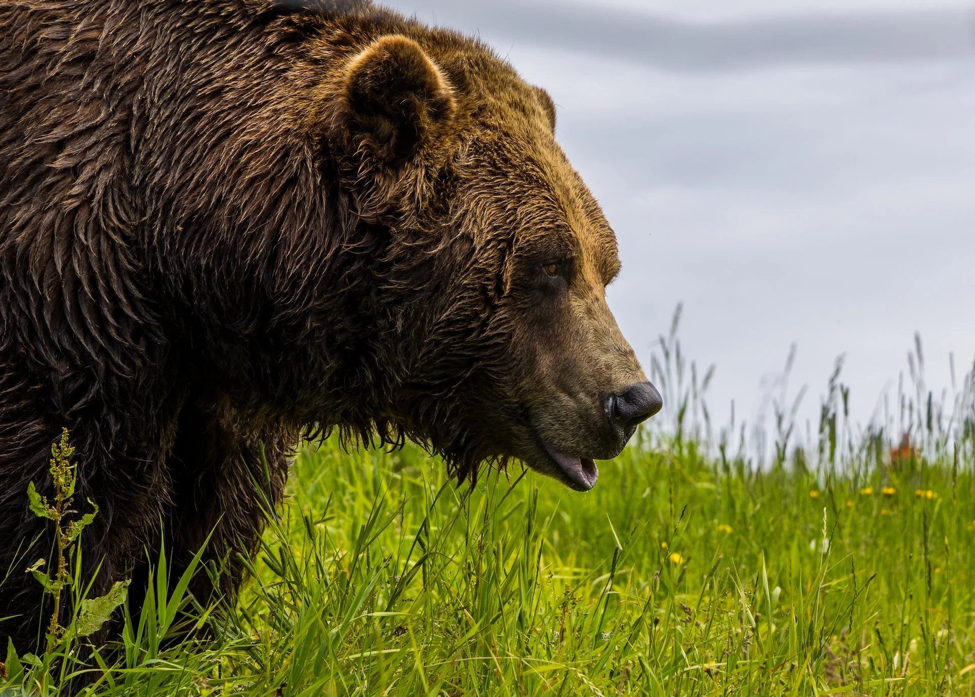 2025 07 Grouse Mountain - 1.jpeg