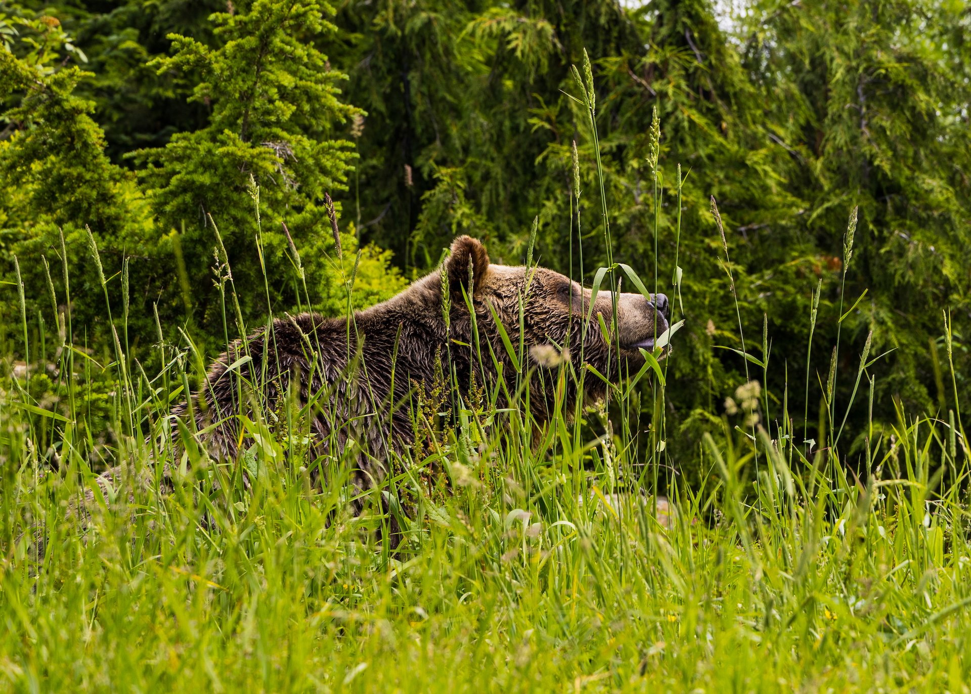 2025 07 Grouse Mountain - 2.jpeg