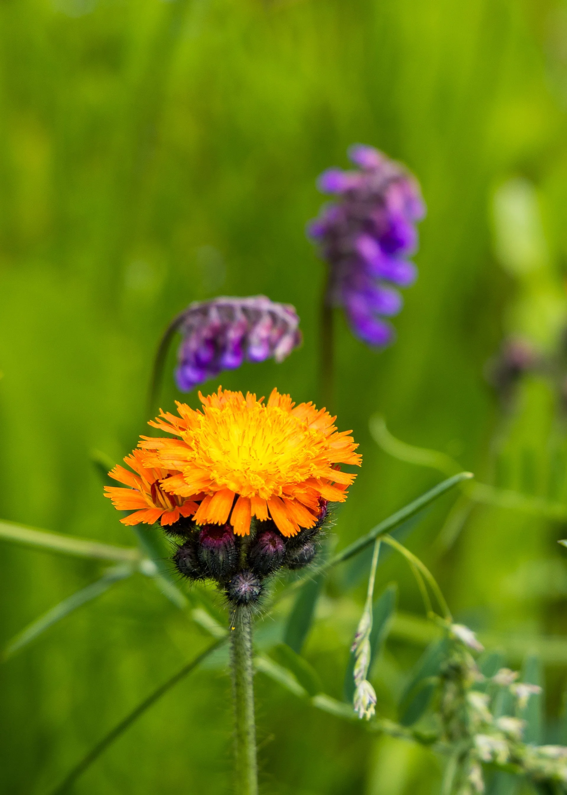 2025 07 Grouse Mountain - 3.jpeg