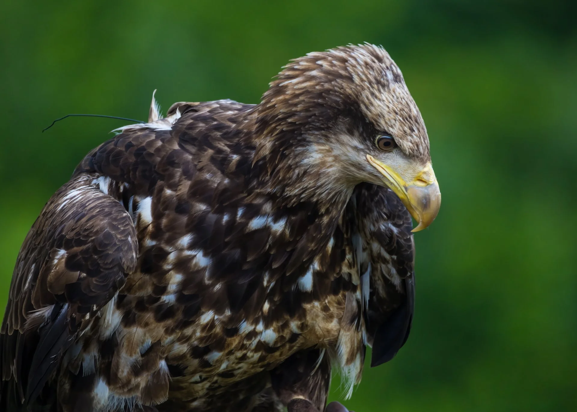 2025 07 Grouse Mountain - 15.jpeg
