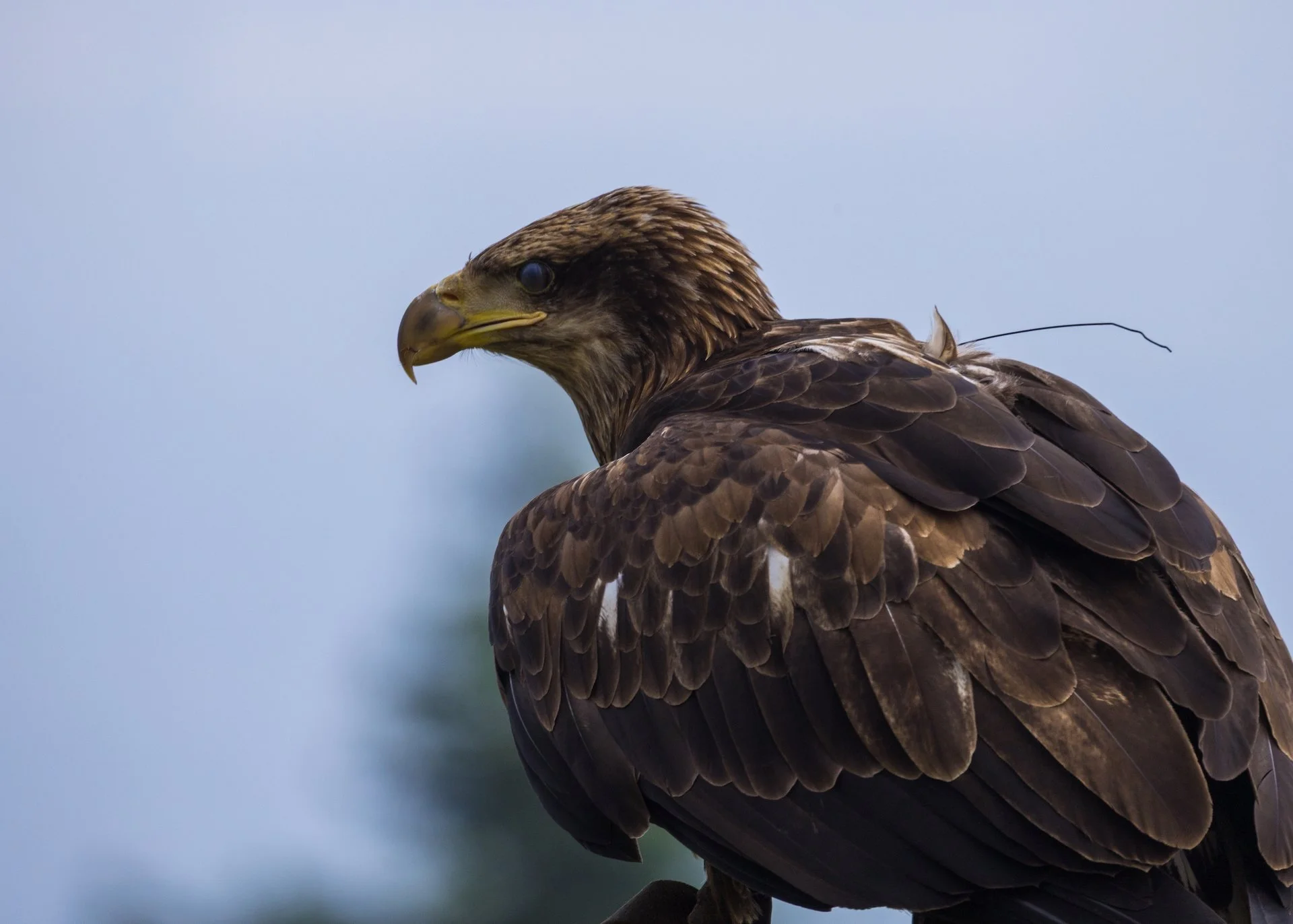 2025 07 Grouse Mountain - 16.jpeg
