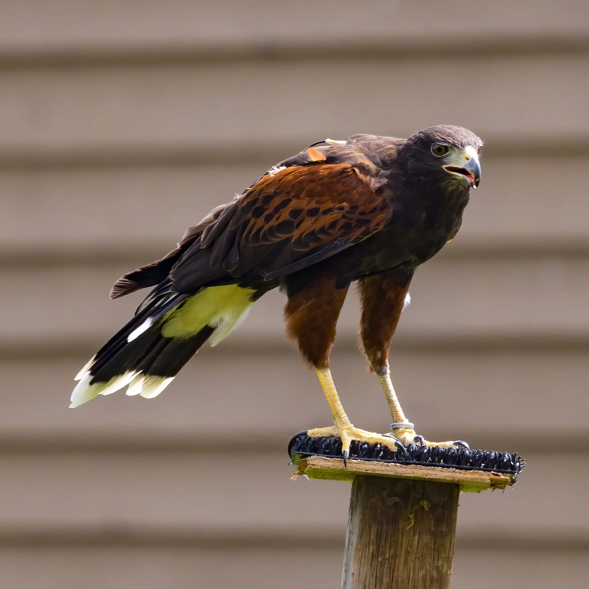 2025 07 Grouse Mountain - 17.jpeg