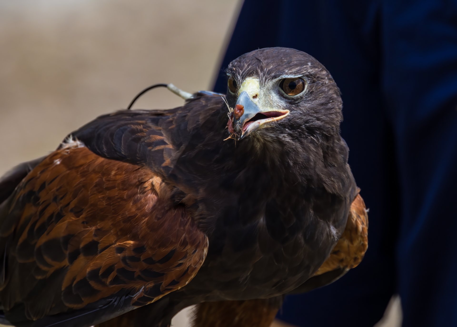 2025 07 Grouse Mountain - 19.jpeg